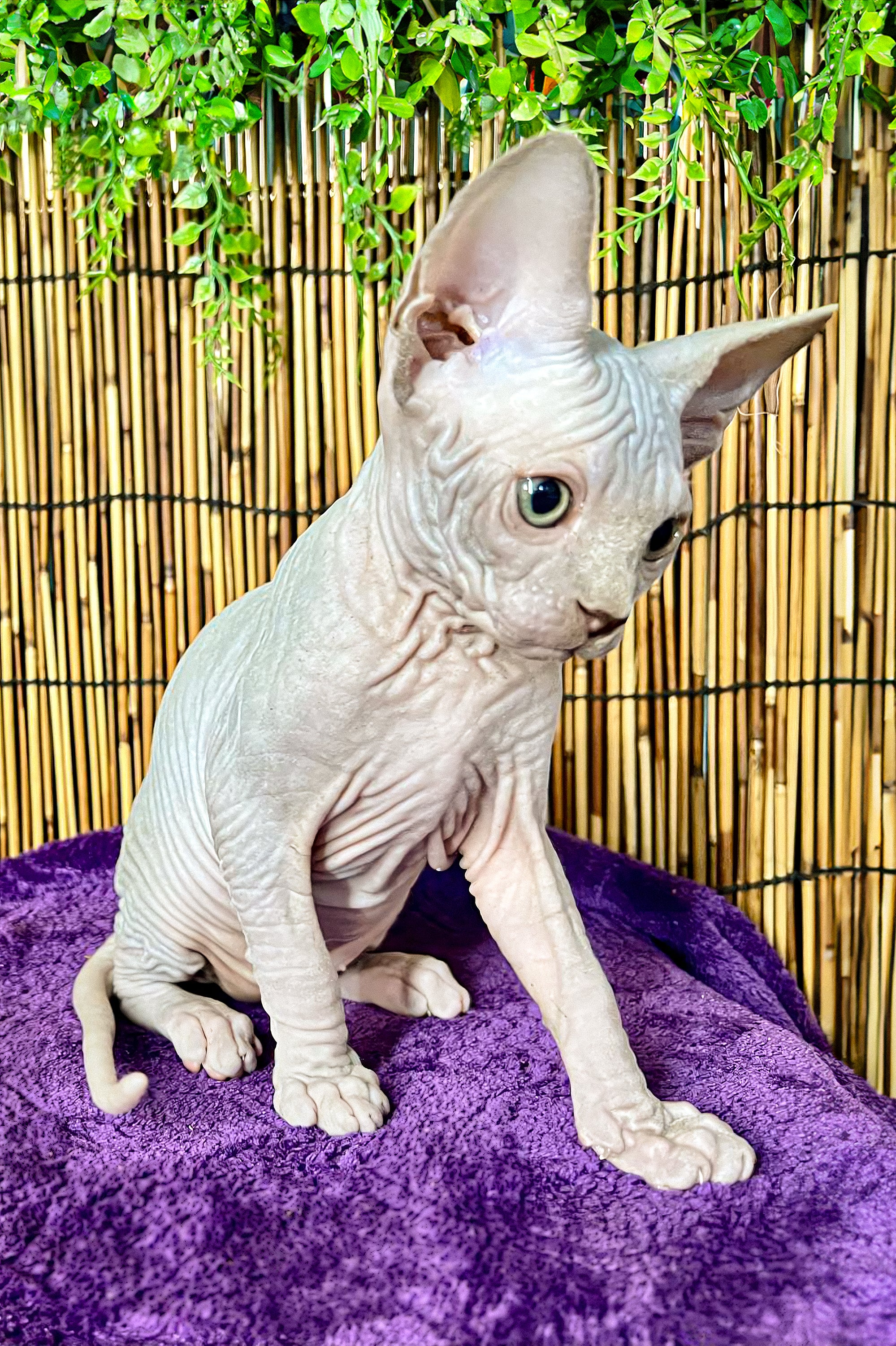 Alexa | Canadian Sphynx Kitten - Image 9