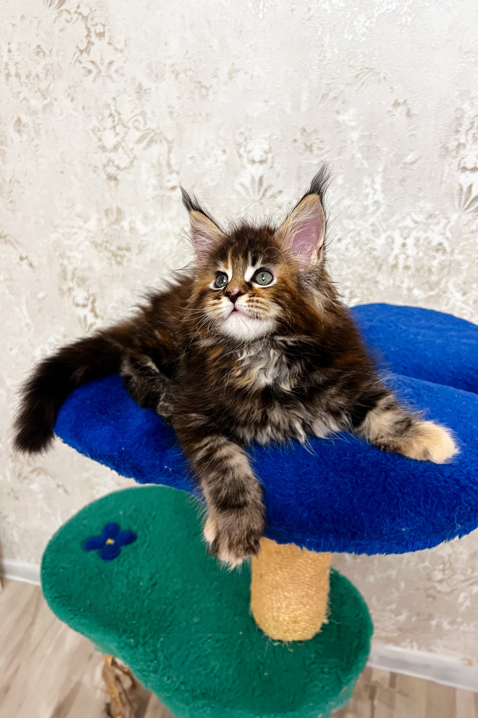 Alexa | Maine Coon Kitten - Image 6