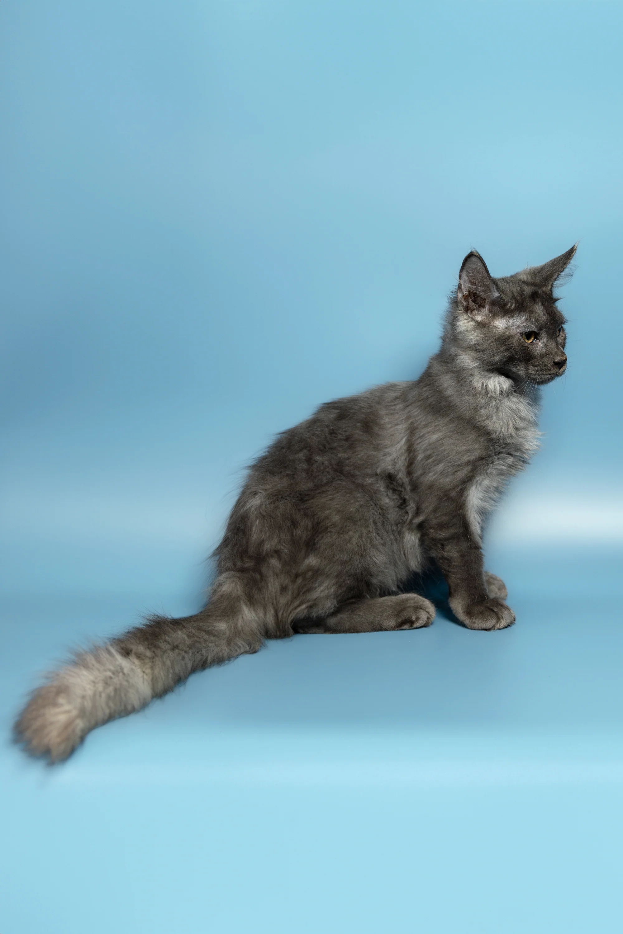 Alexander | Maine Coon Kitten - Image 4