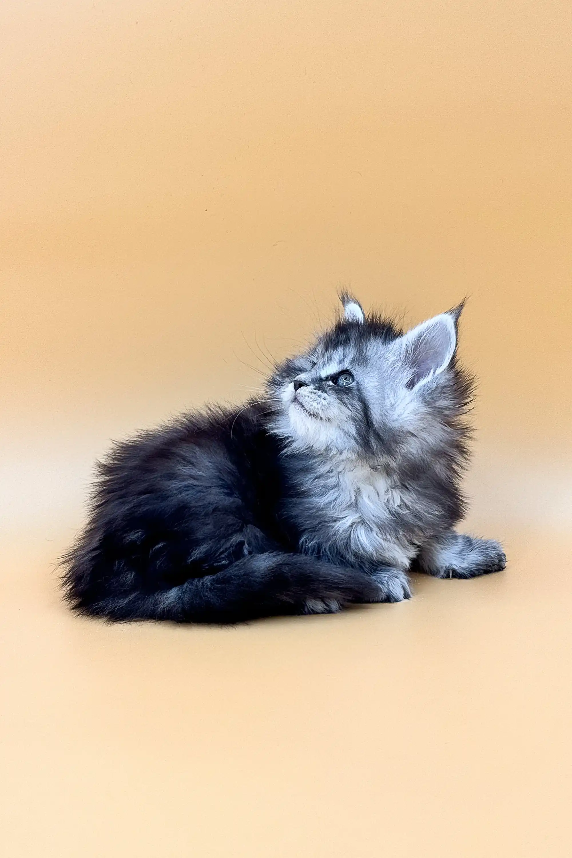 Alexandra | Maine Coon Kitten - Image 7