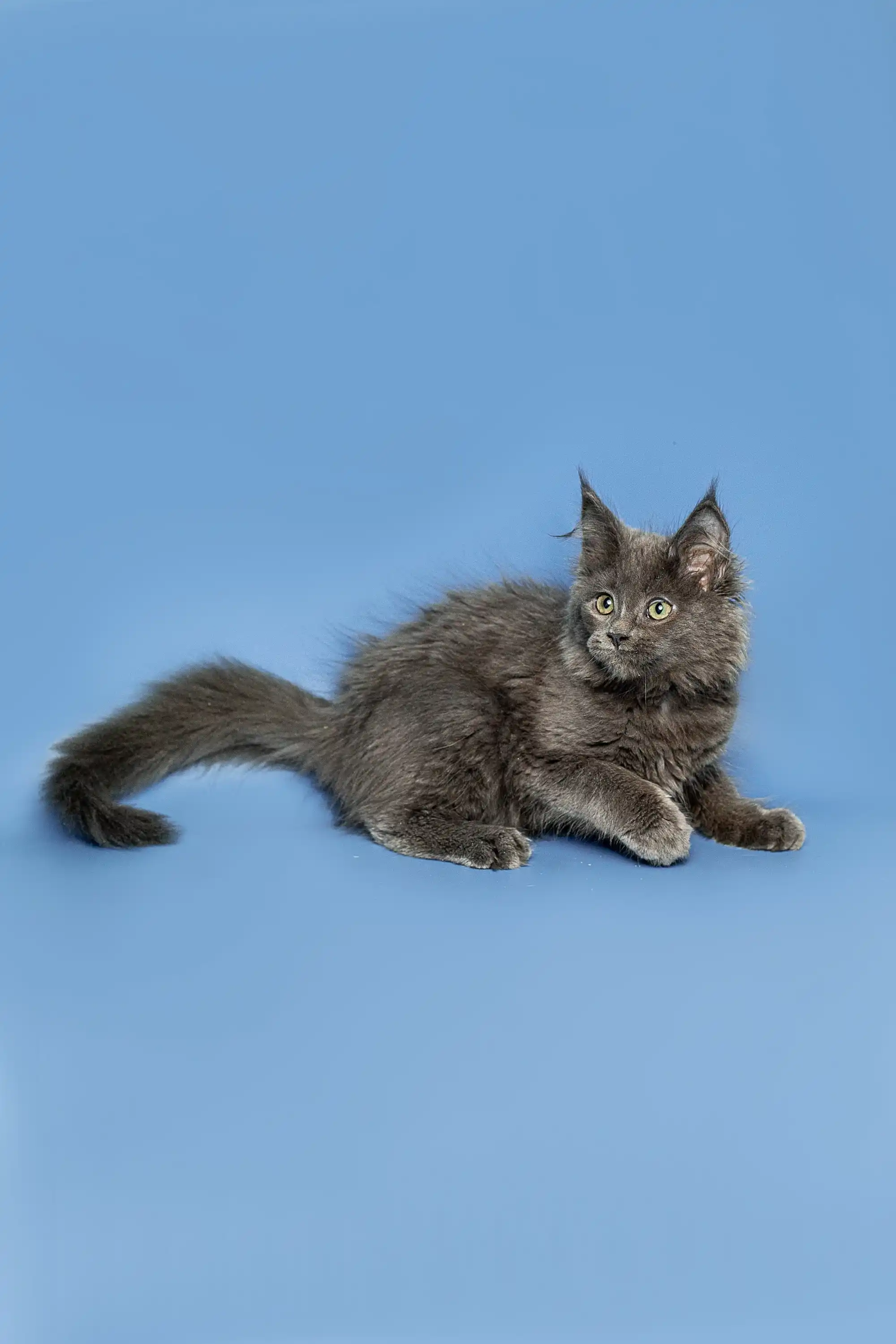 Alexandra | Maine Coon Kitten - Image 14