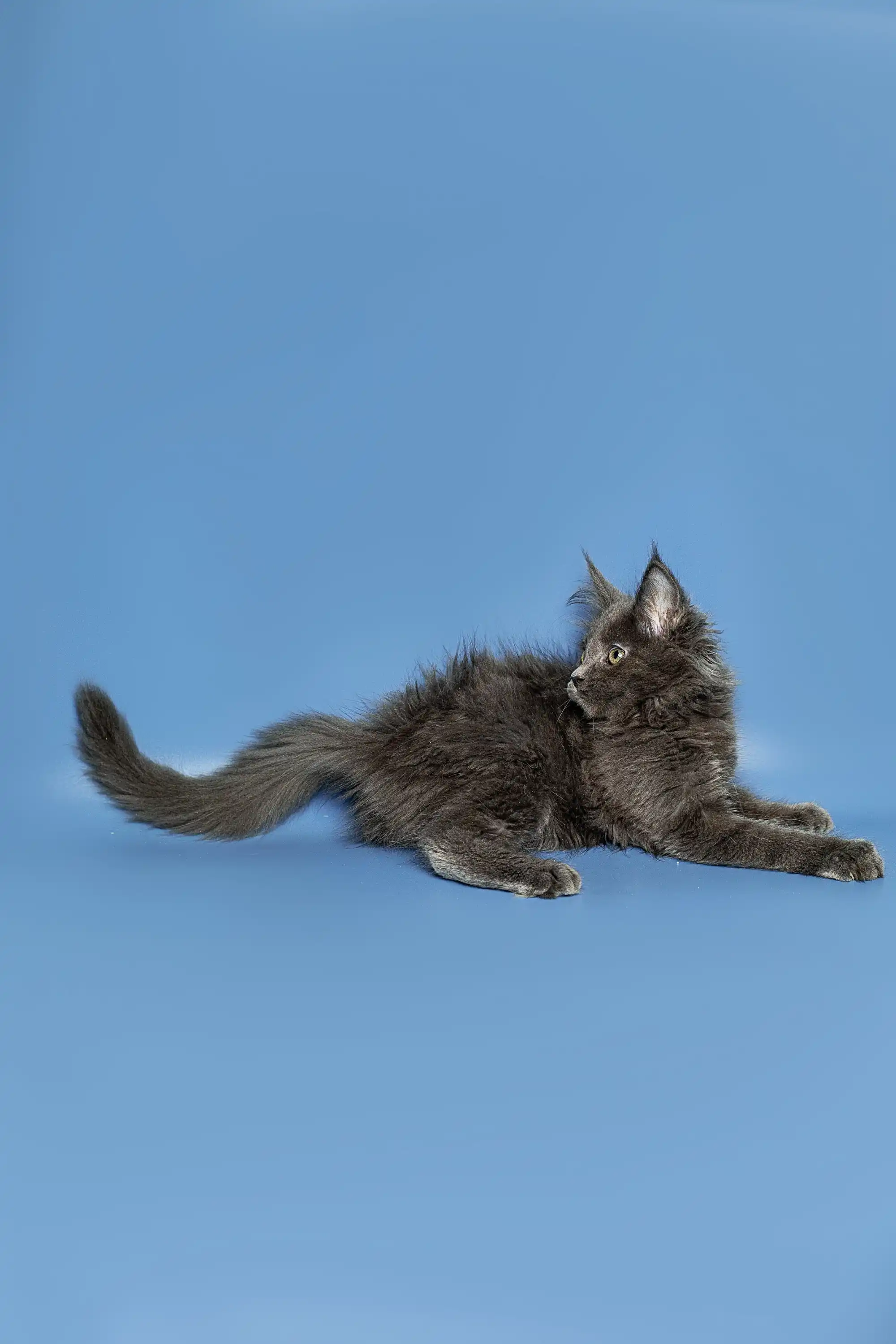 Alexandra | Maine Coon Kitten - Image 19