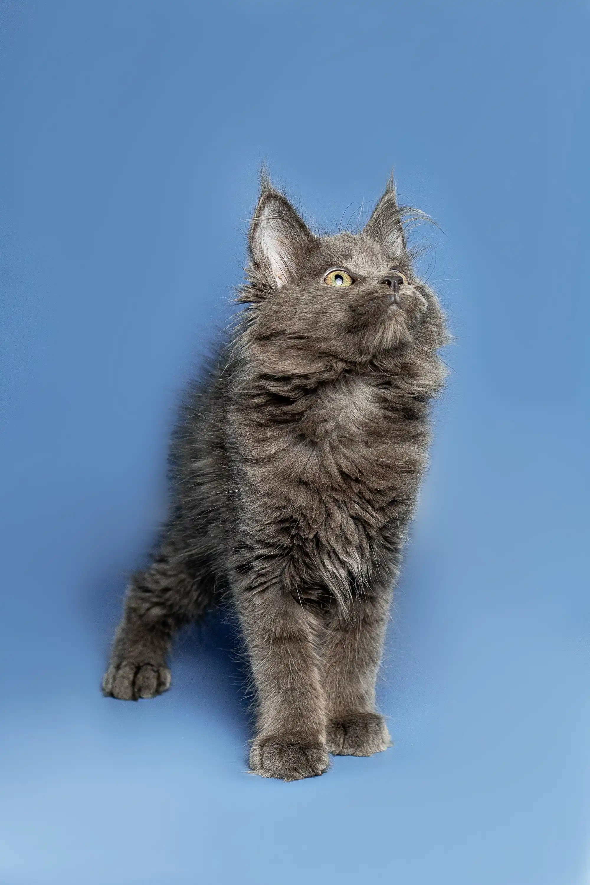 Alexandra | Maine Coon Kitten - Image 4