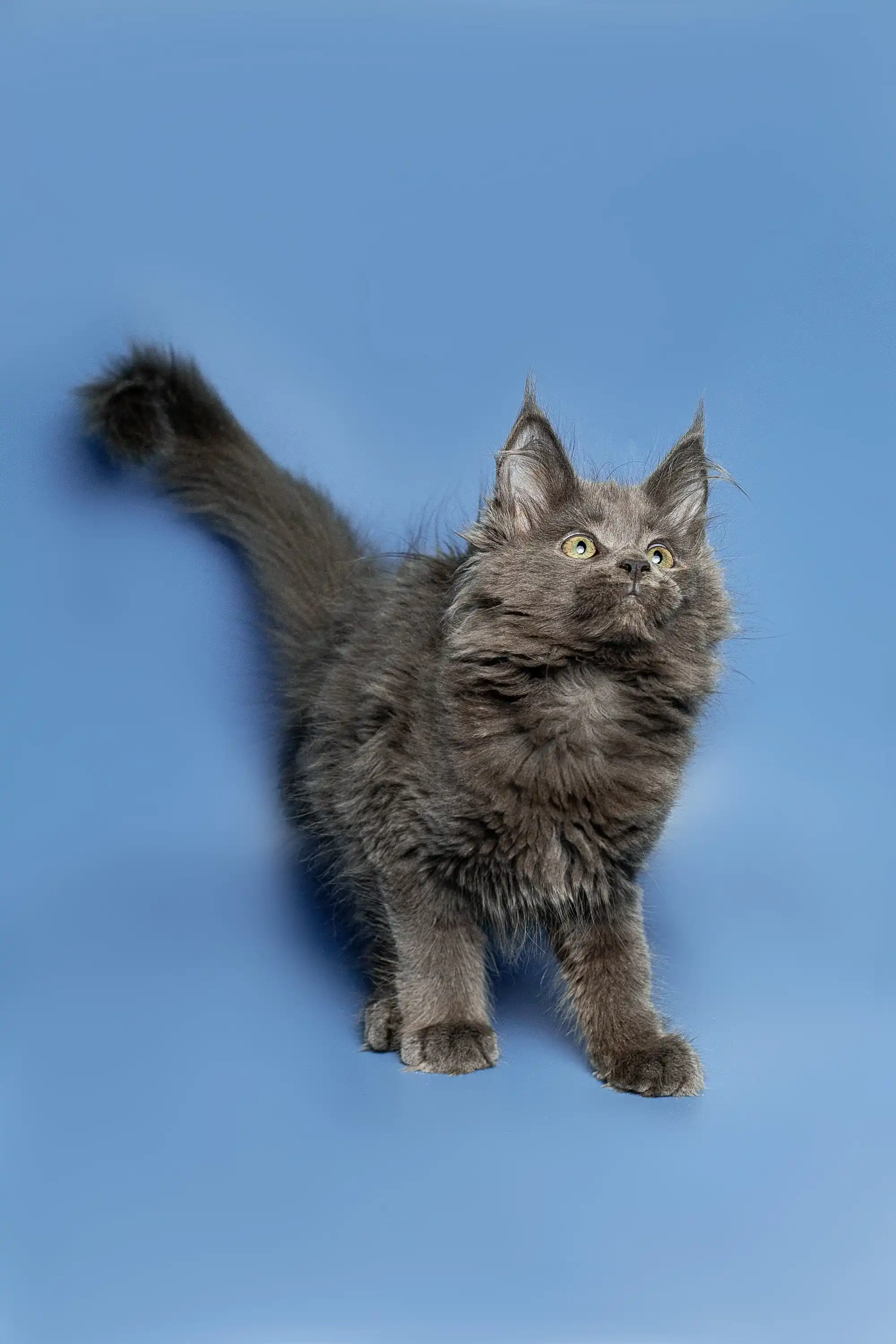 Alexandra | Maine Coon Kitten - Image 7