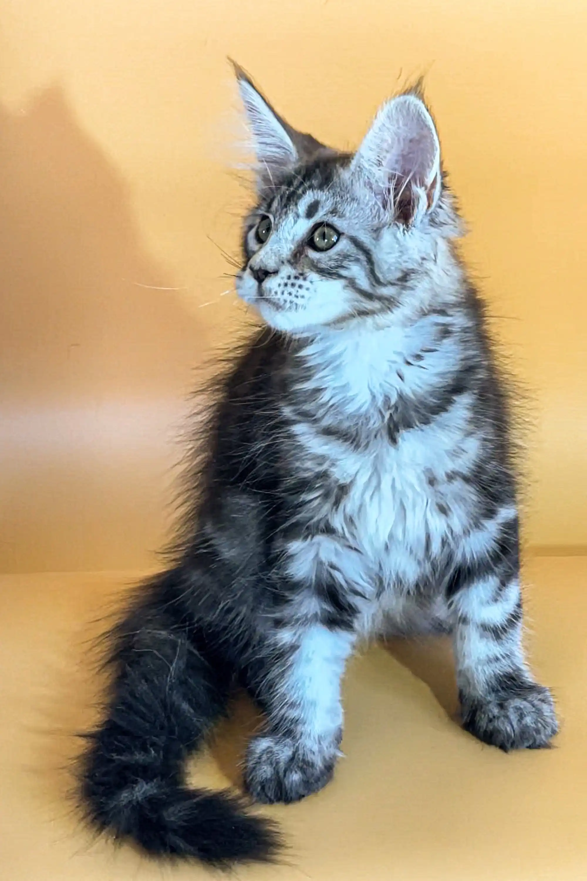 Ali | Maine Coon Kitten - Image 2