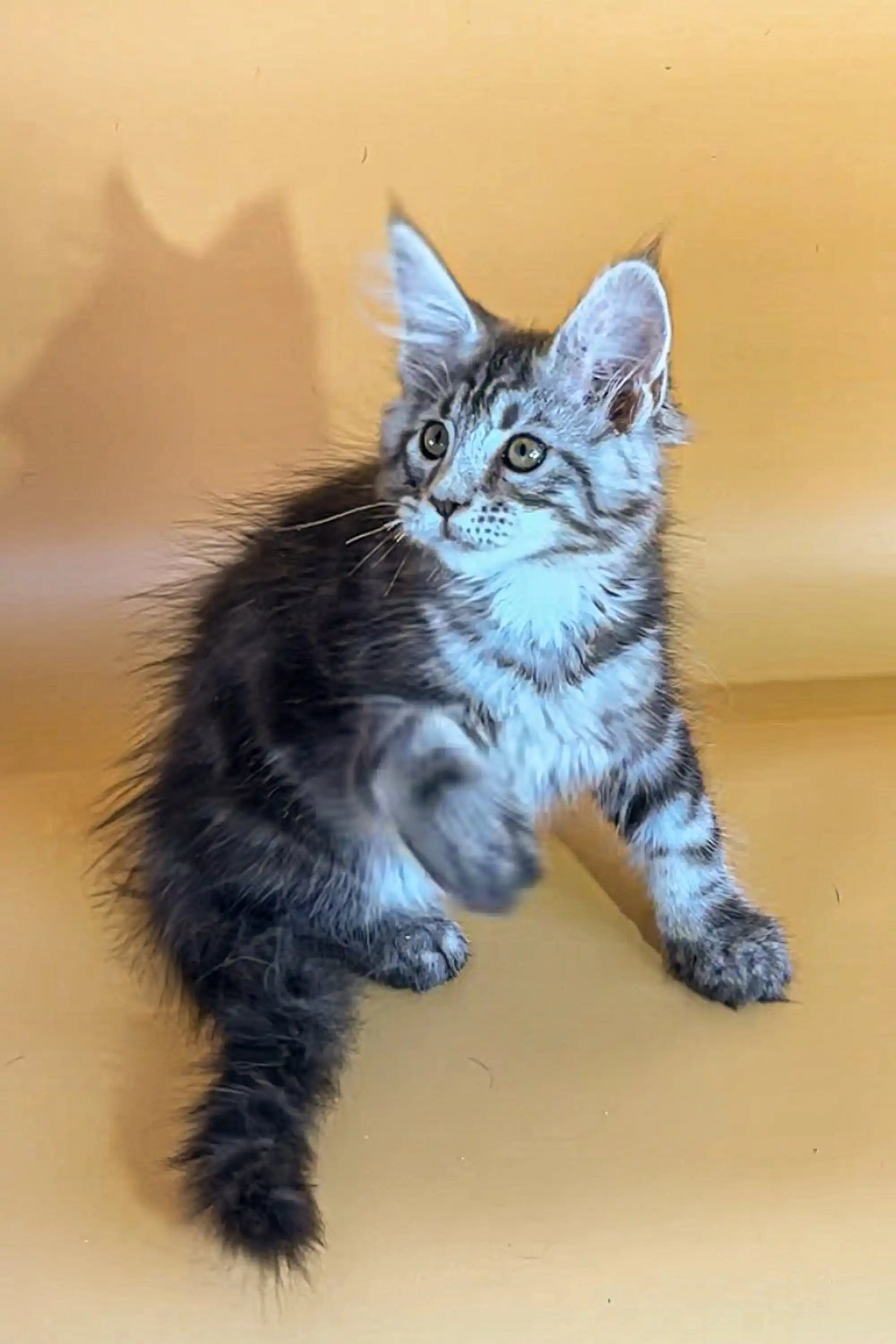 Ali | Maine Coon Kitten - Image 7
