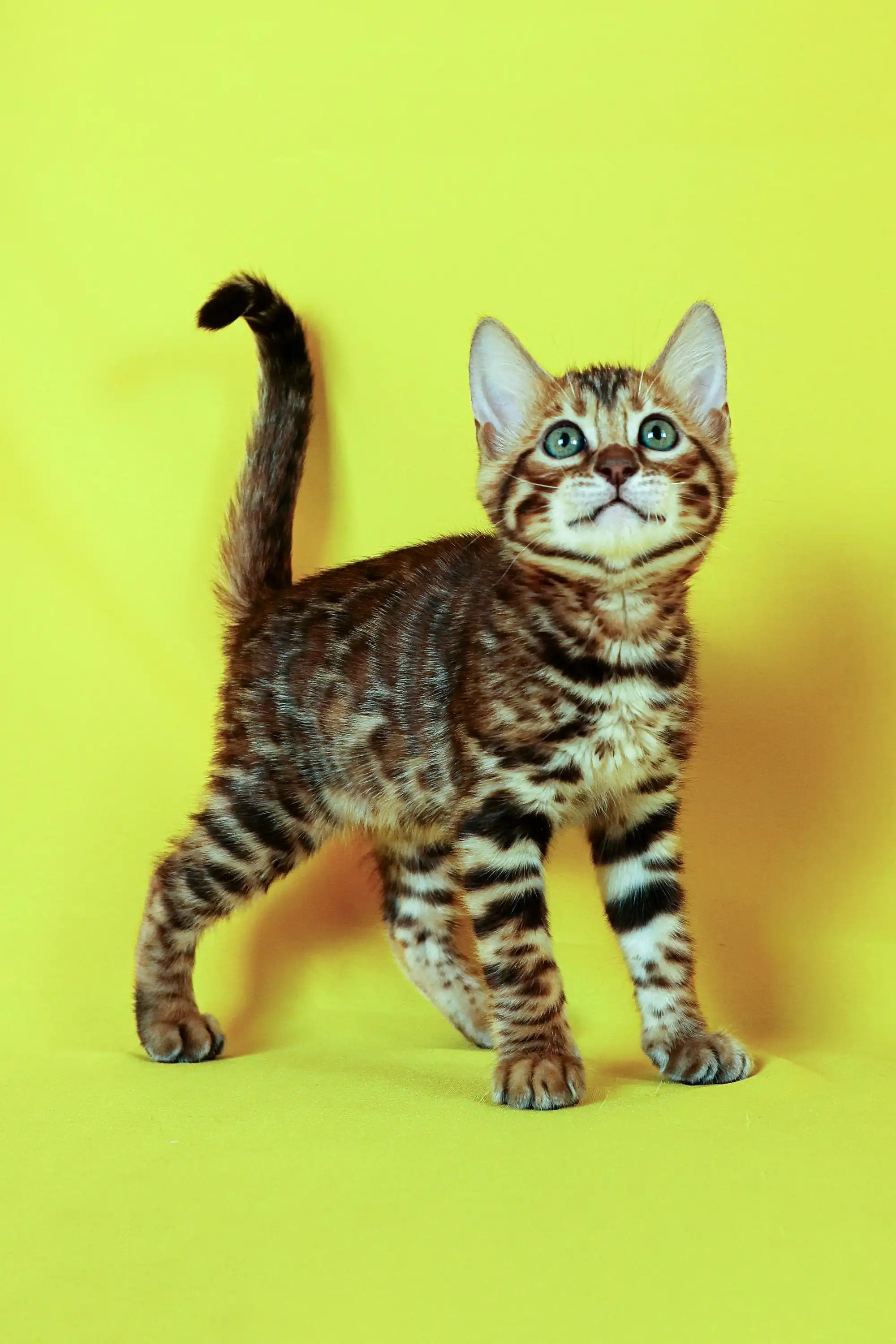 Alice | Bengal Kitten - Image 4