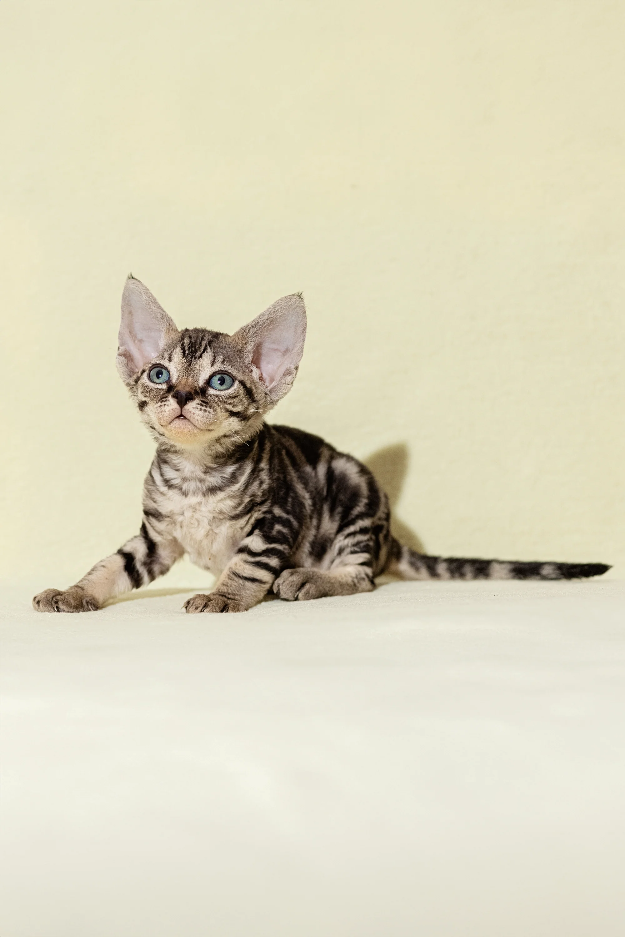 Alicia | Devon Rex Kitten - Image 3