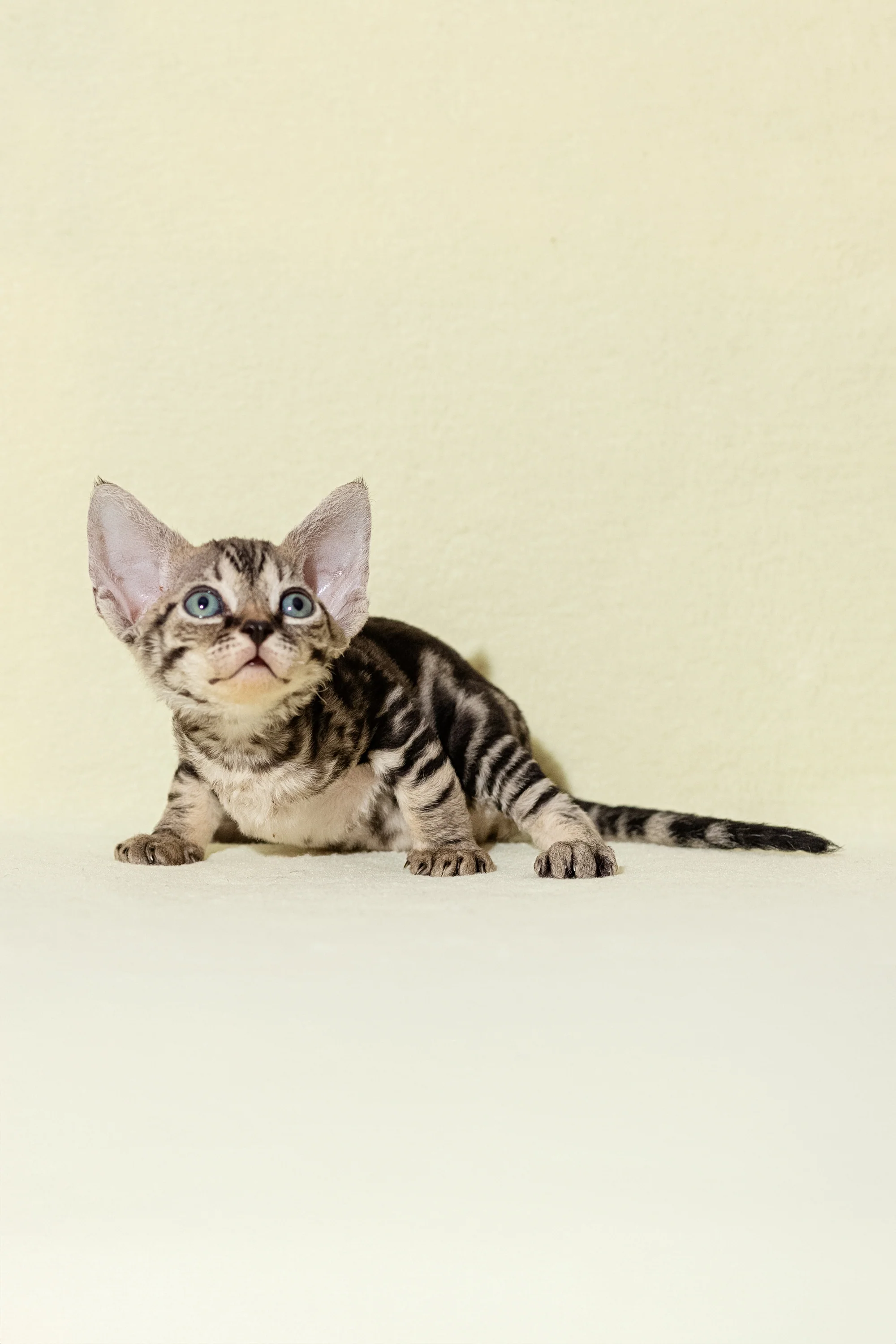Alicia | Devon Rex Kitten - Image 5