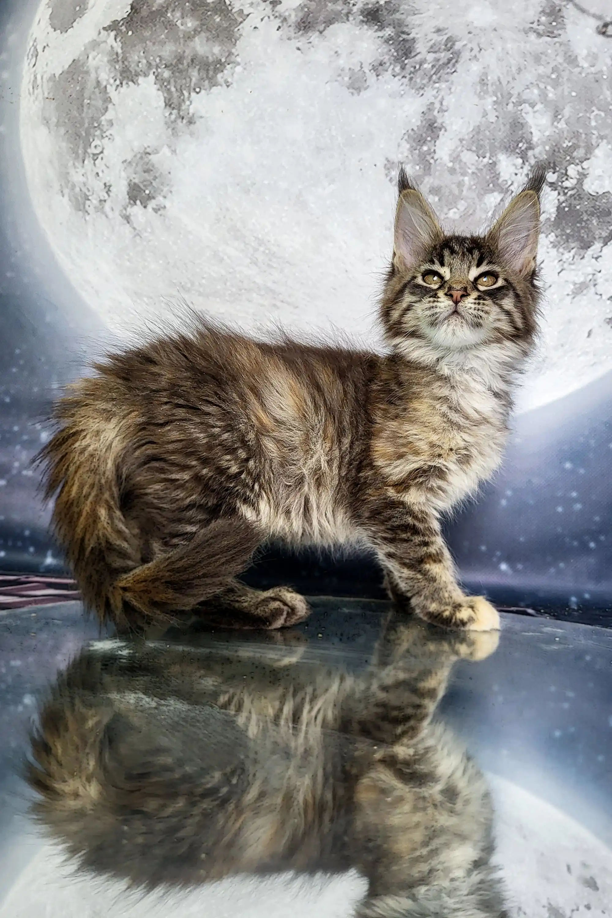 Alisa | Maine Coon Kitten - Image 5