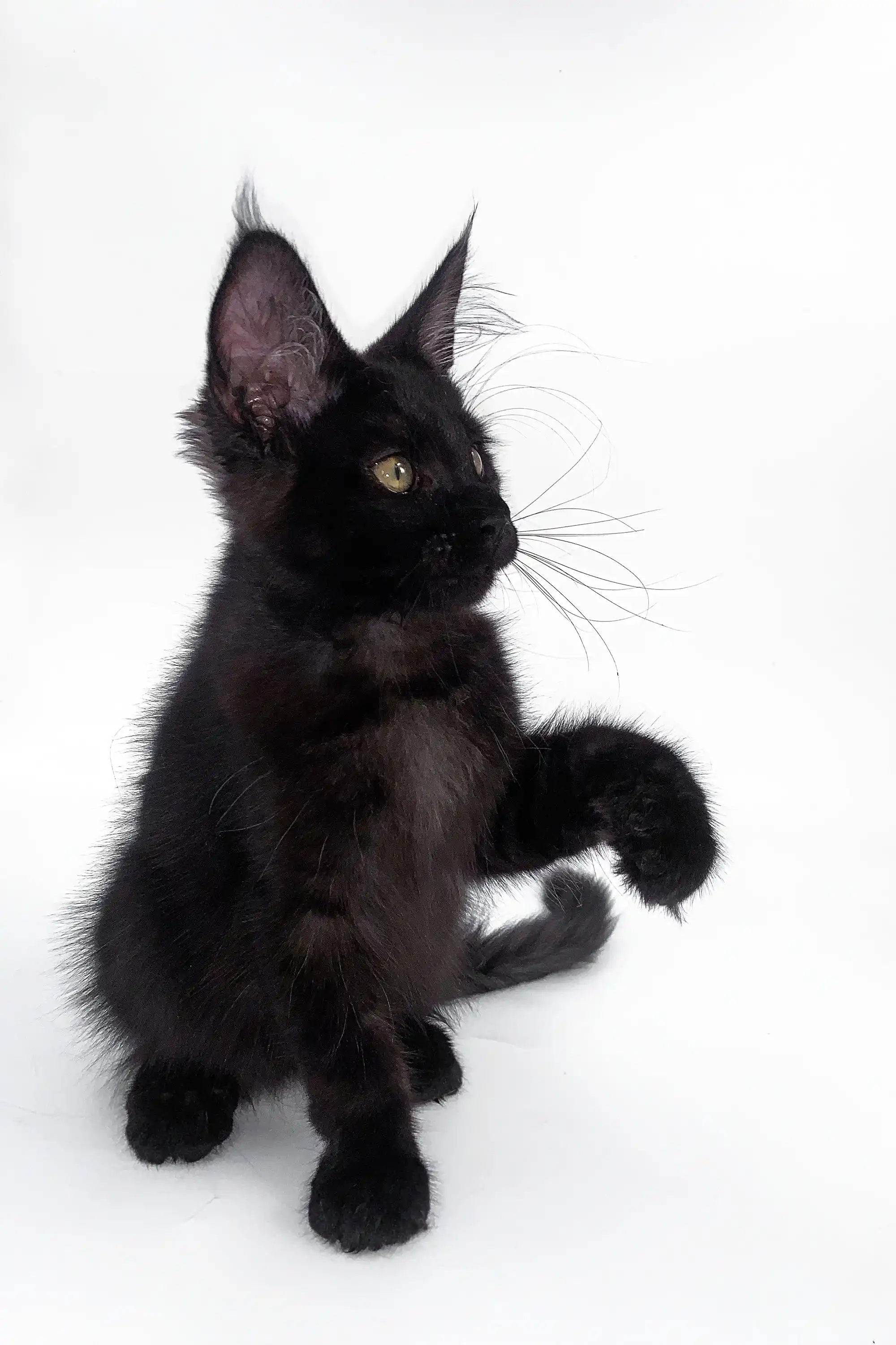 Alla | Maine Coon Kitten - Image 4