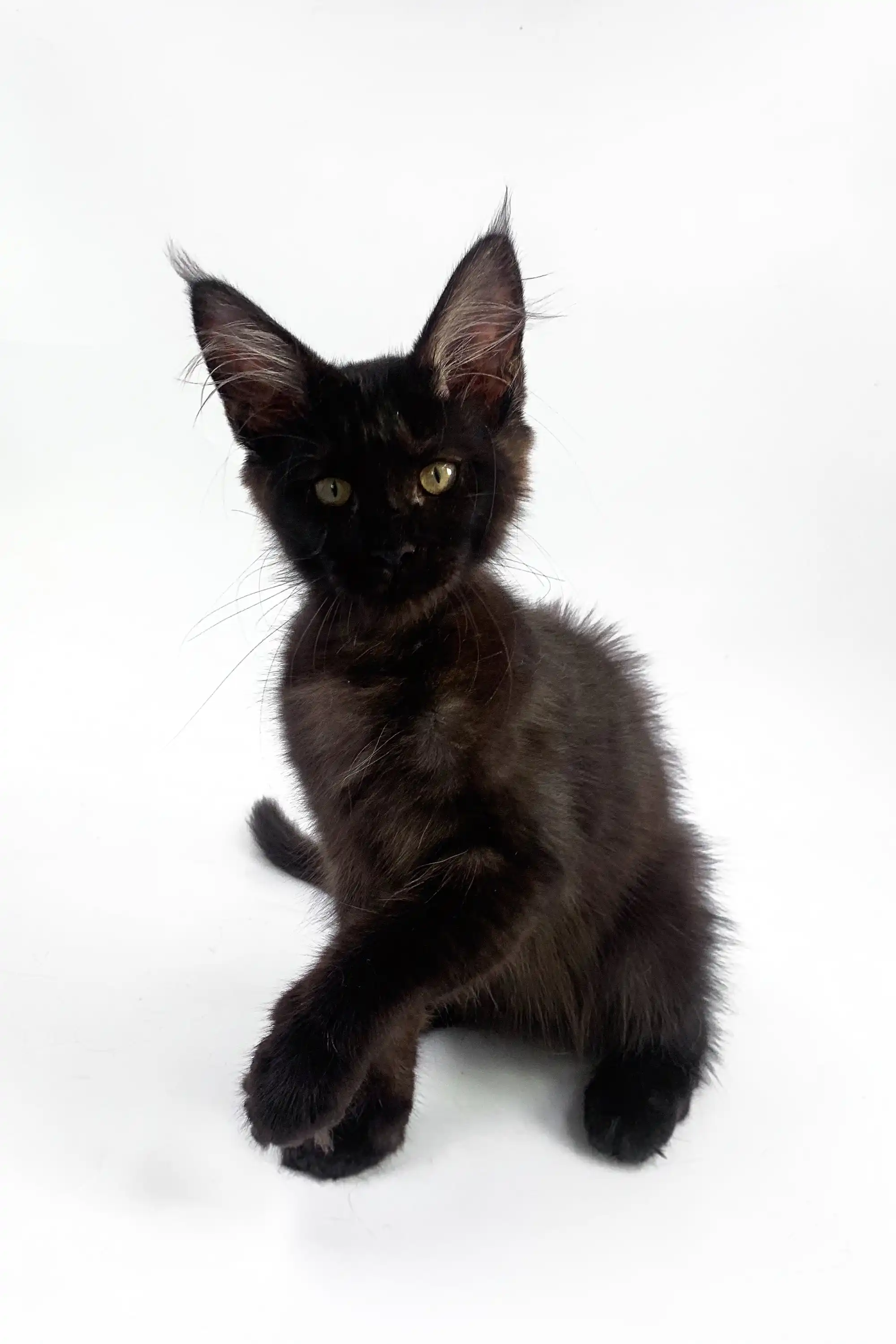 Alla | Maine Coon Kitten - Image 7