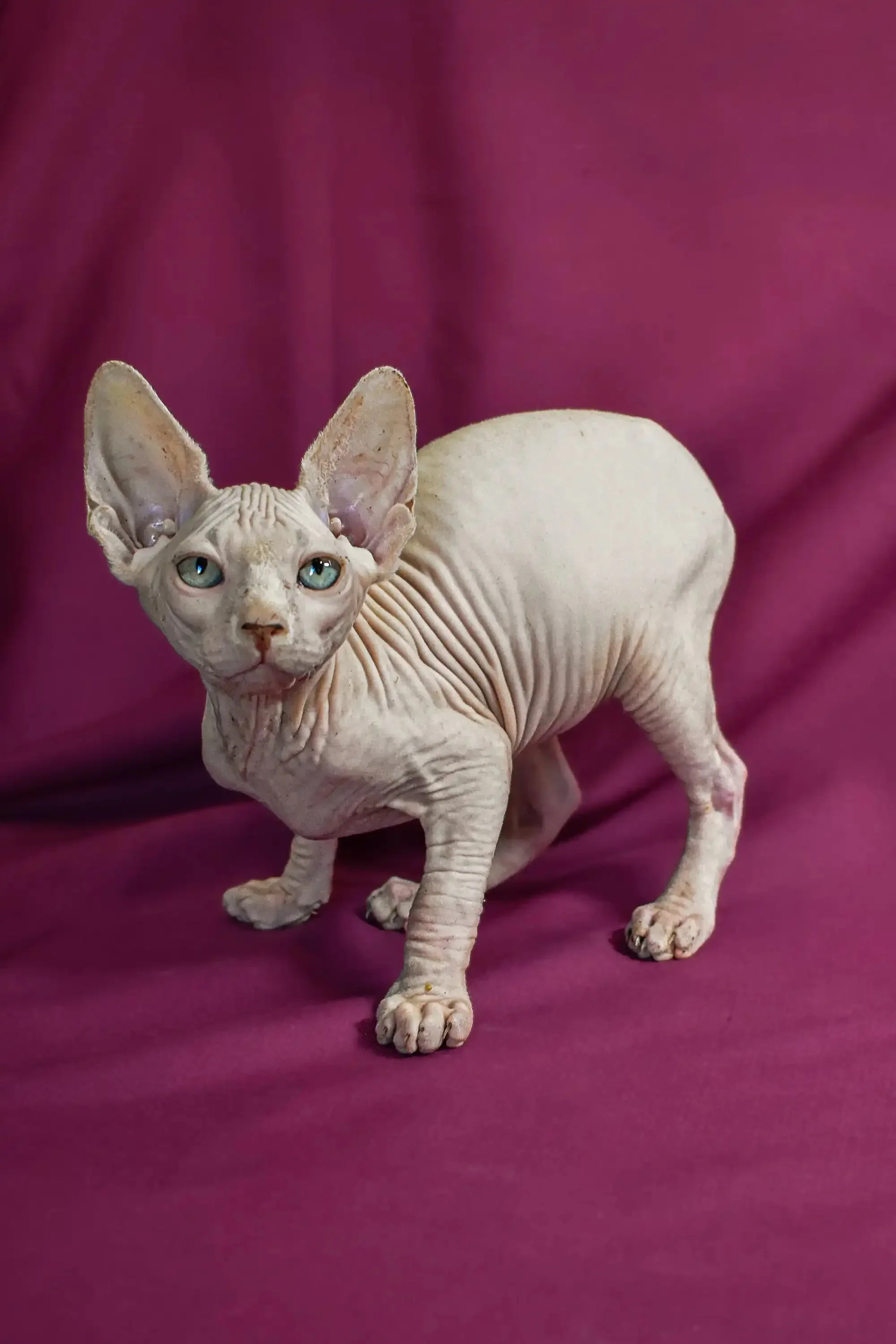 Almaz | Elf Straight Kitten - Image 6