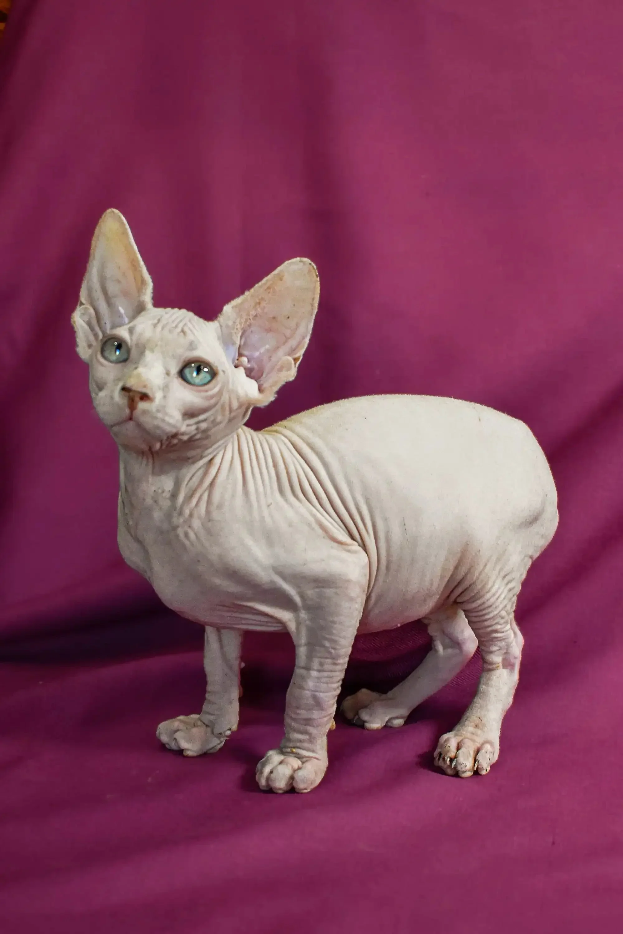 Almaz | Elf Straight Kitten - Image 8