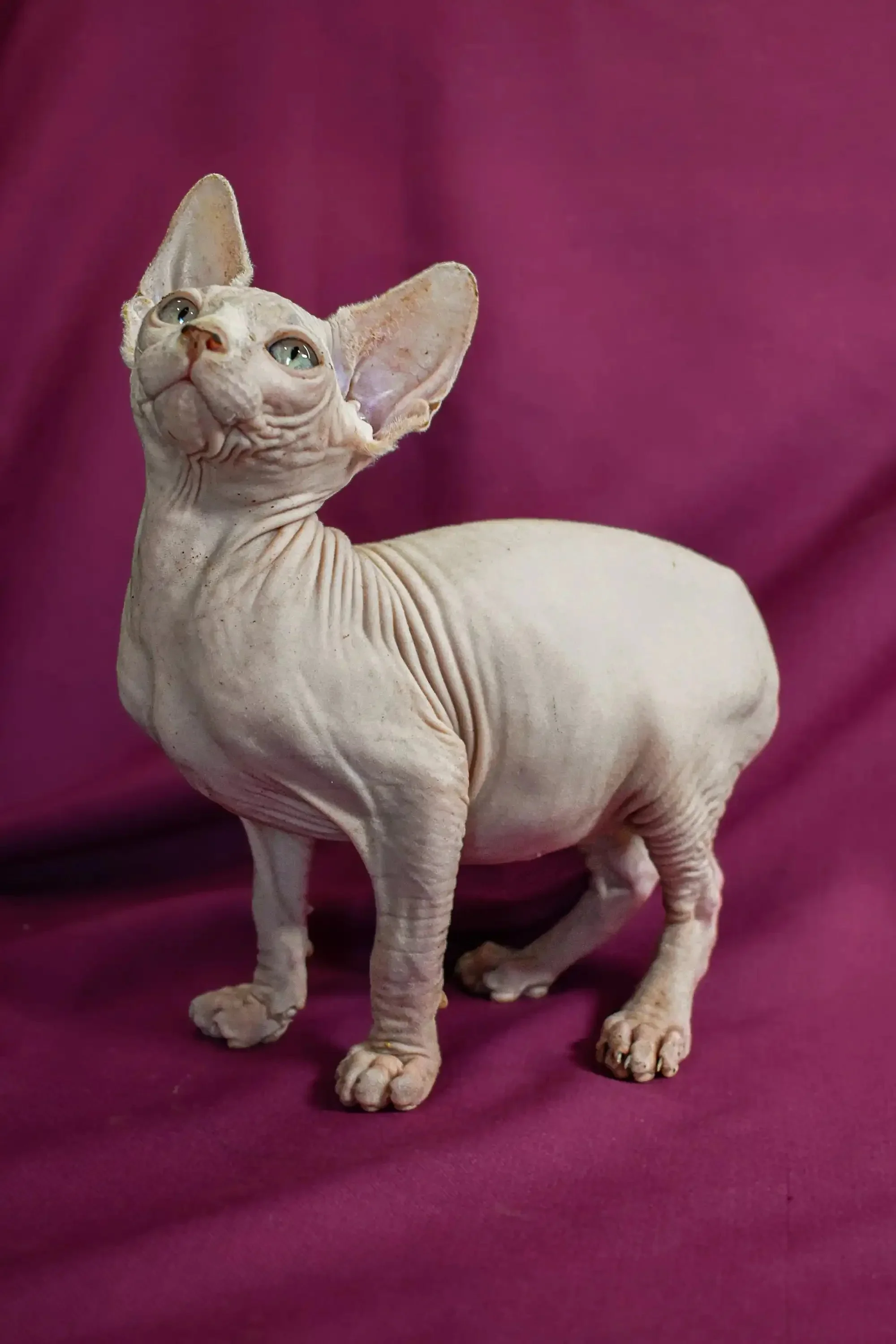 Almaz | Elf Straight Kitten - Image 9