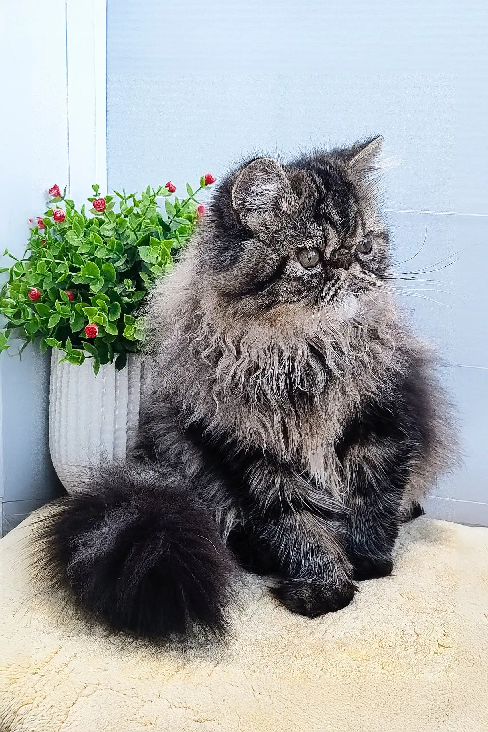 Almaz | Persian Kitten - Image 4