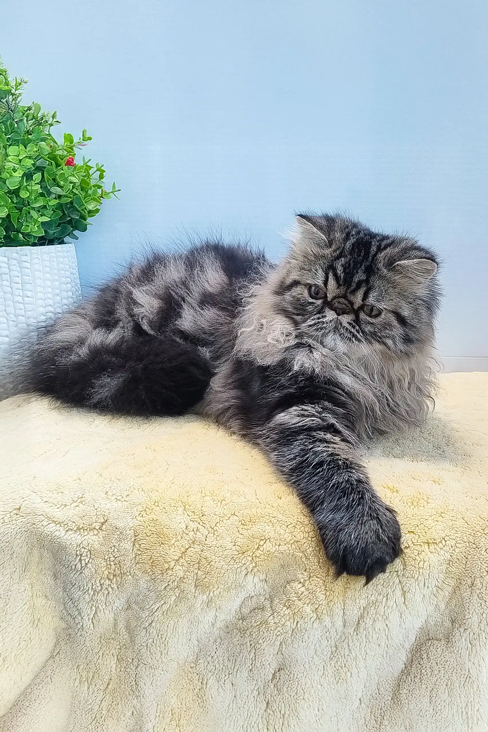 Almaz | Persian Kitten - Image 5