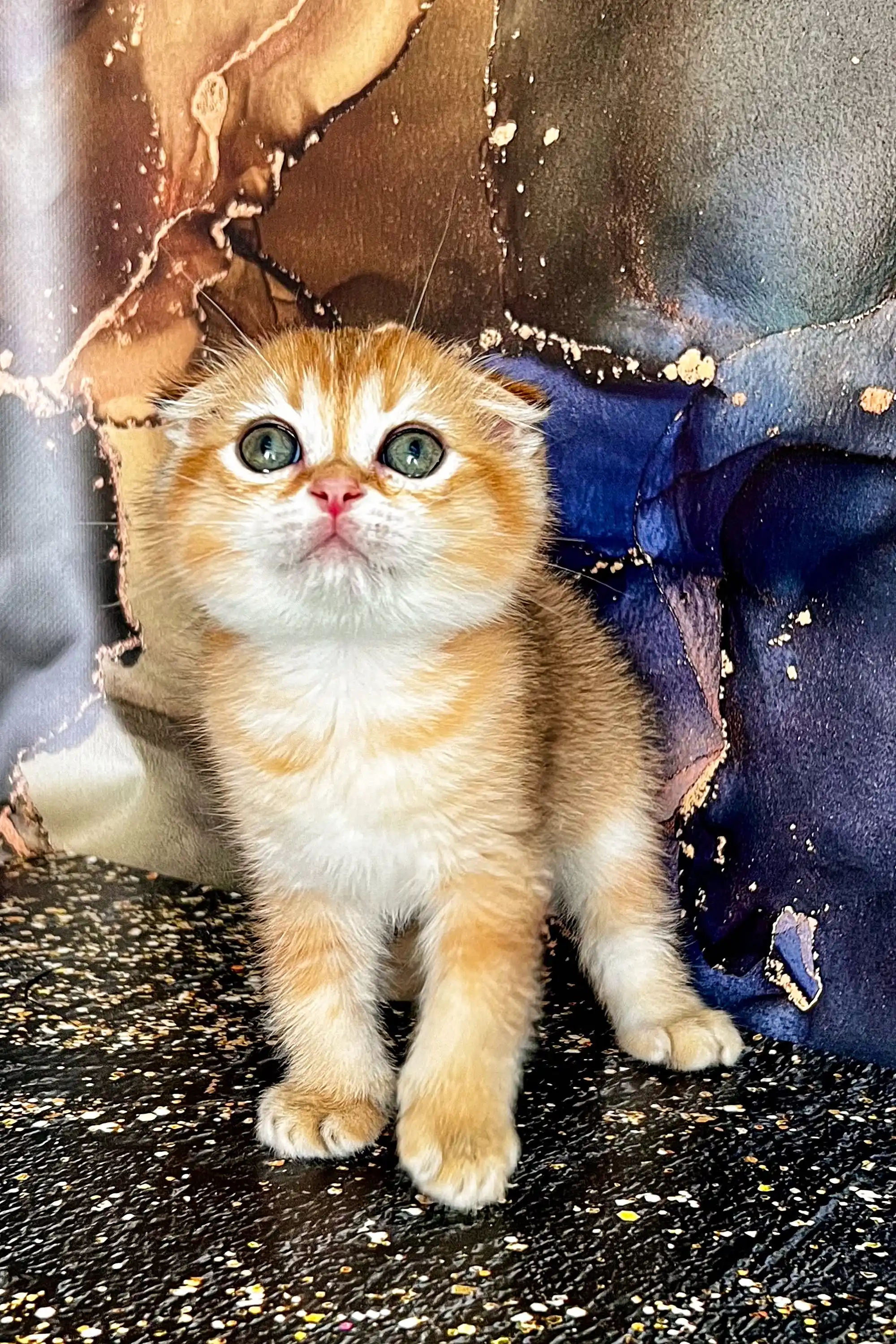 Almaz | Scottish Fold Kitten - Image 2