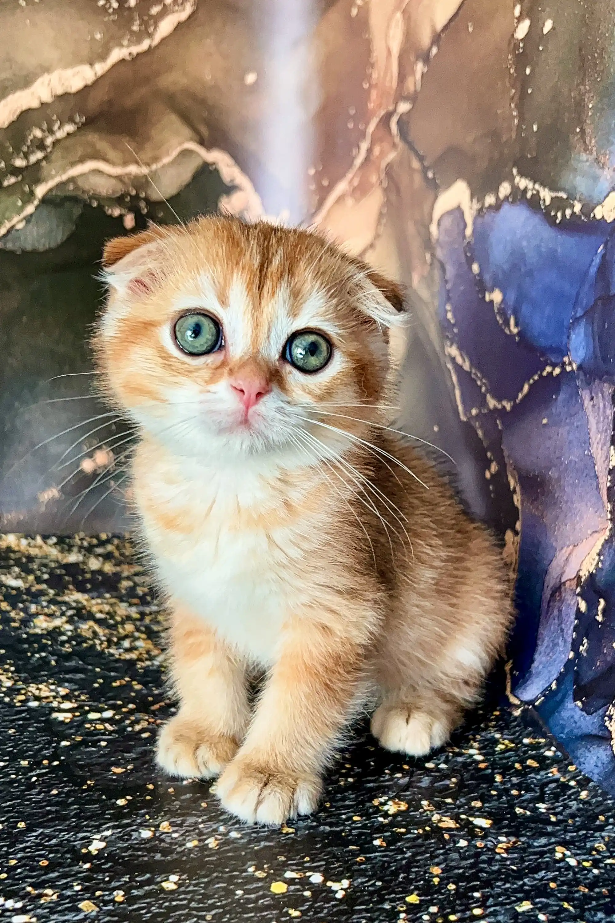 Almaz | Scottish Fold Kitten - Image 3