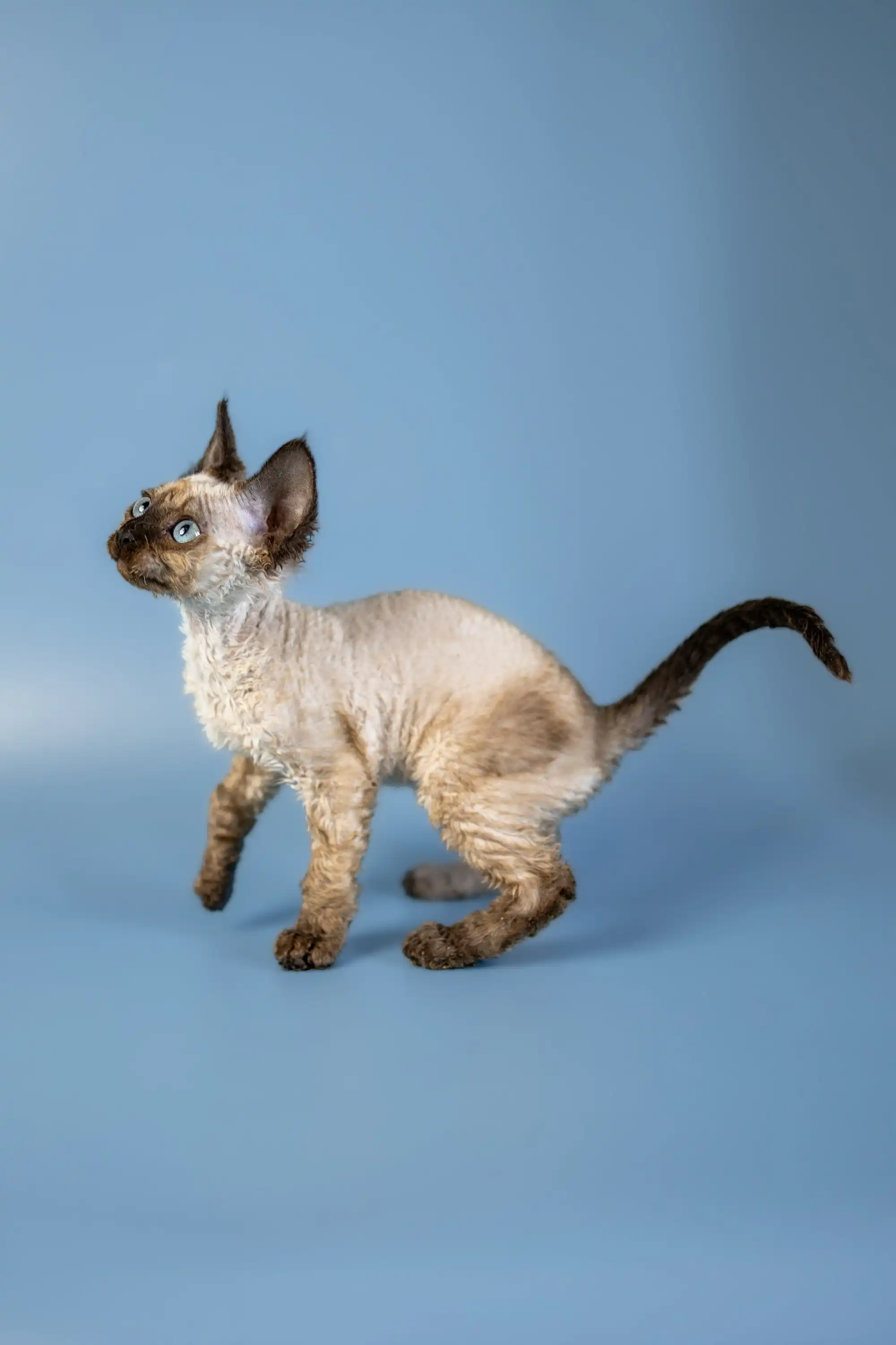 Amanda | Devon Rex Kitten - Image 10