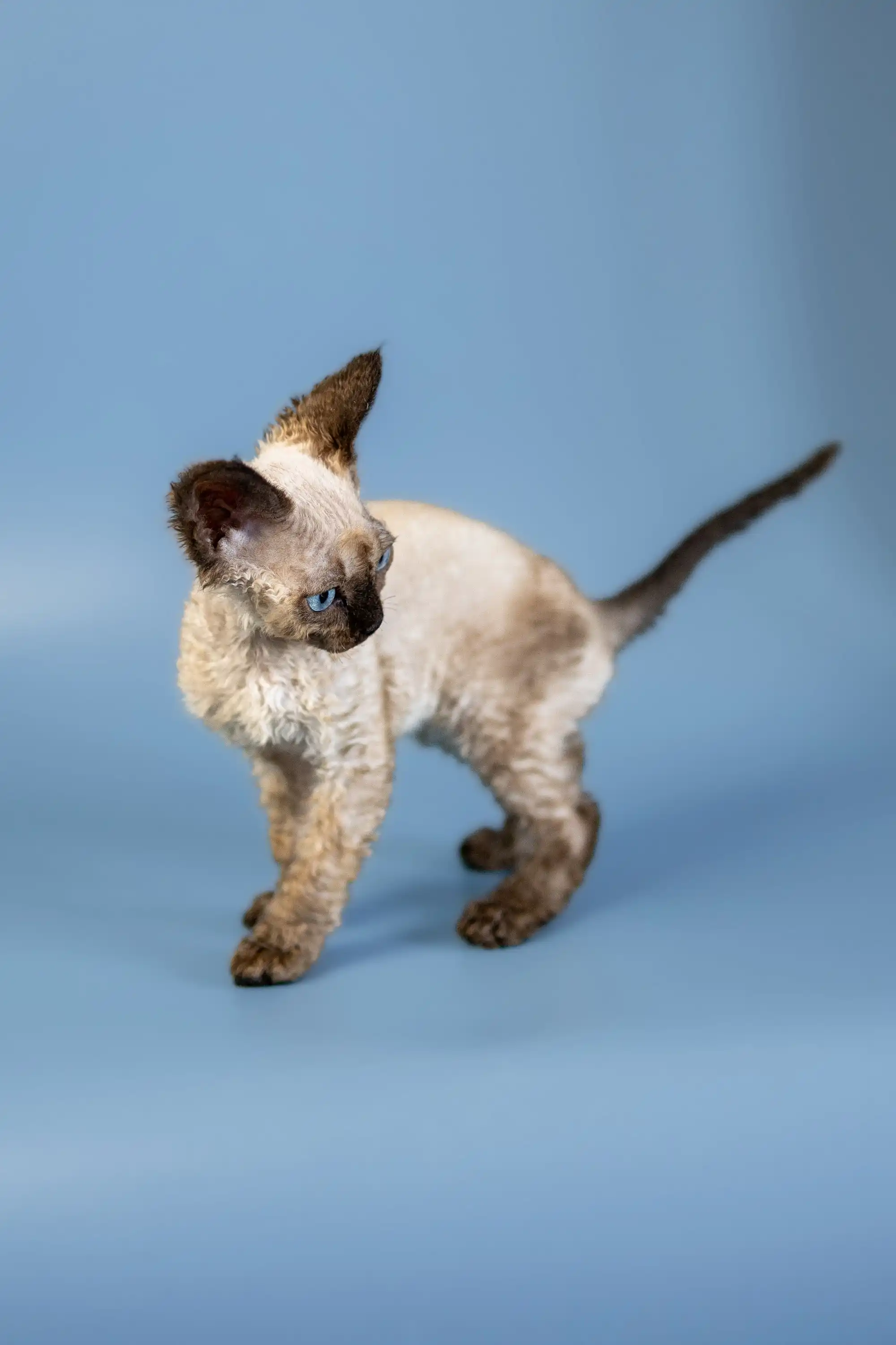 Amanda | Devon Rex Kitten - Image 5