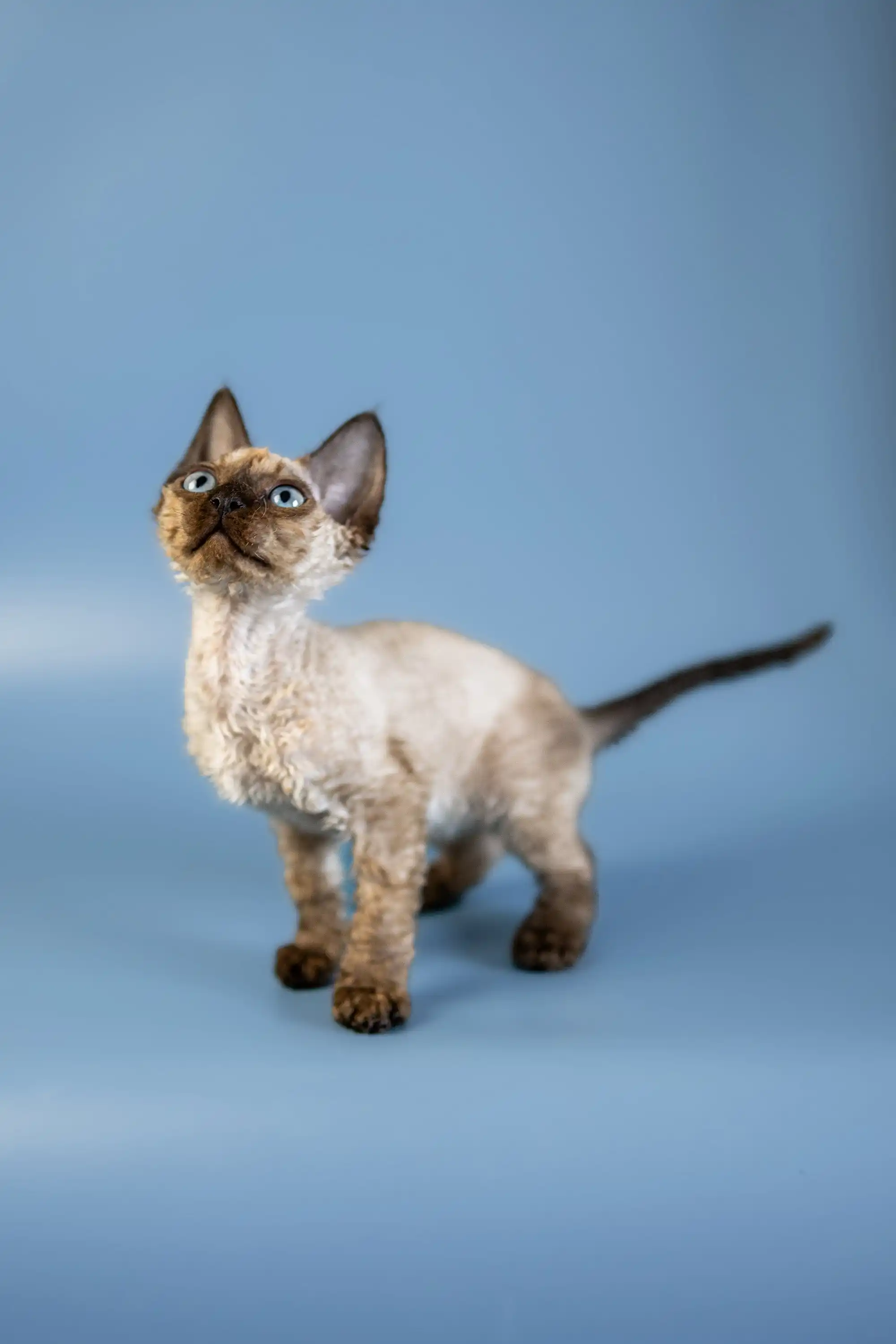 Amanda | Devon Rex Kitten - Image 6