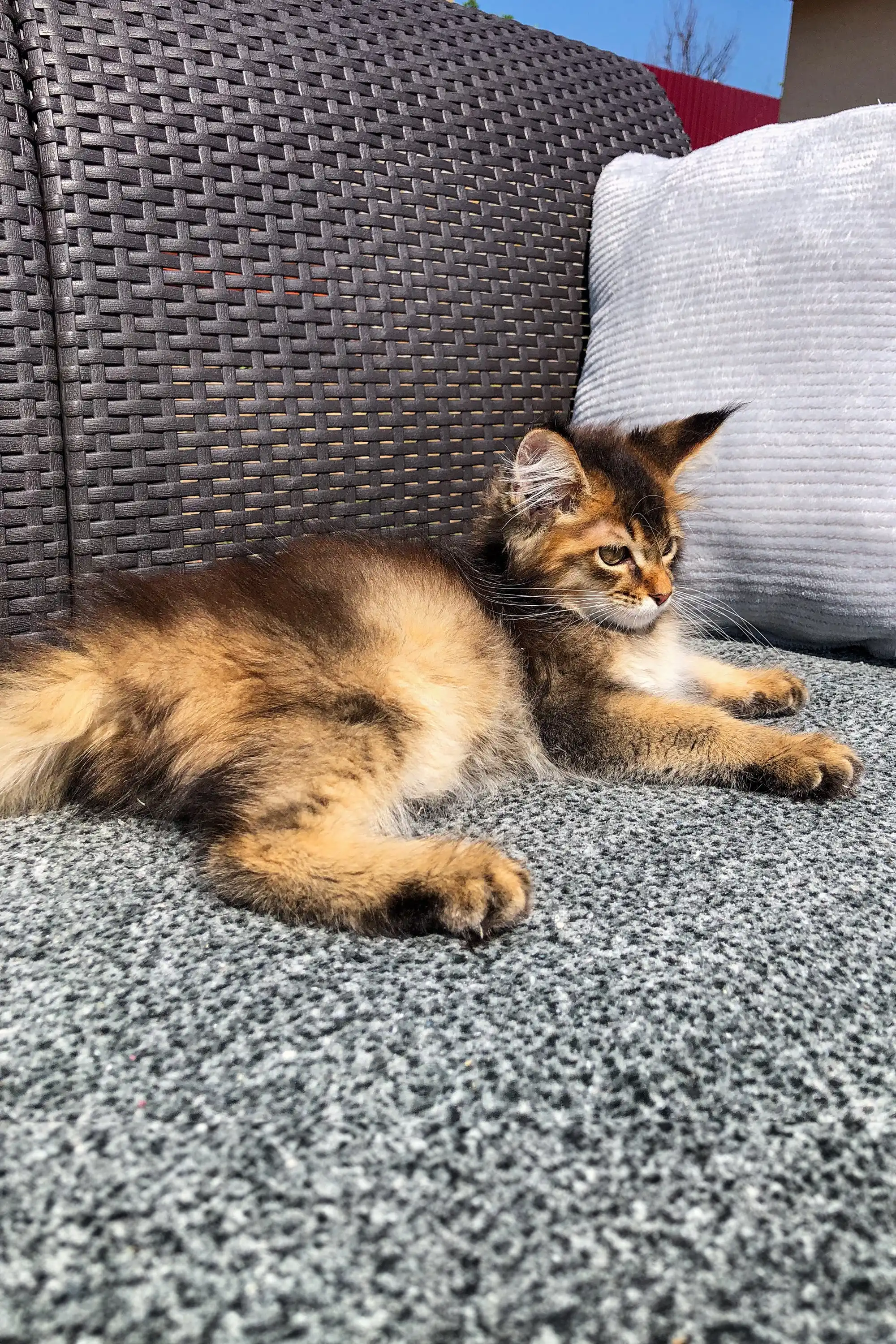 Amazonia | Golden Maine Coon Kitten - Image 12