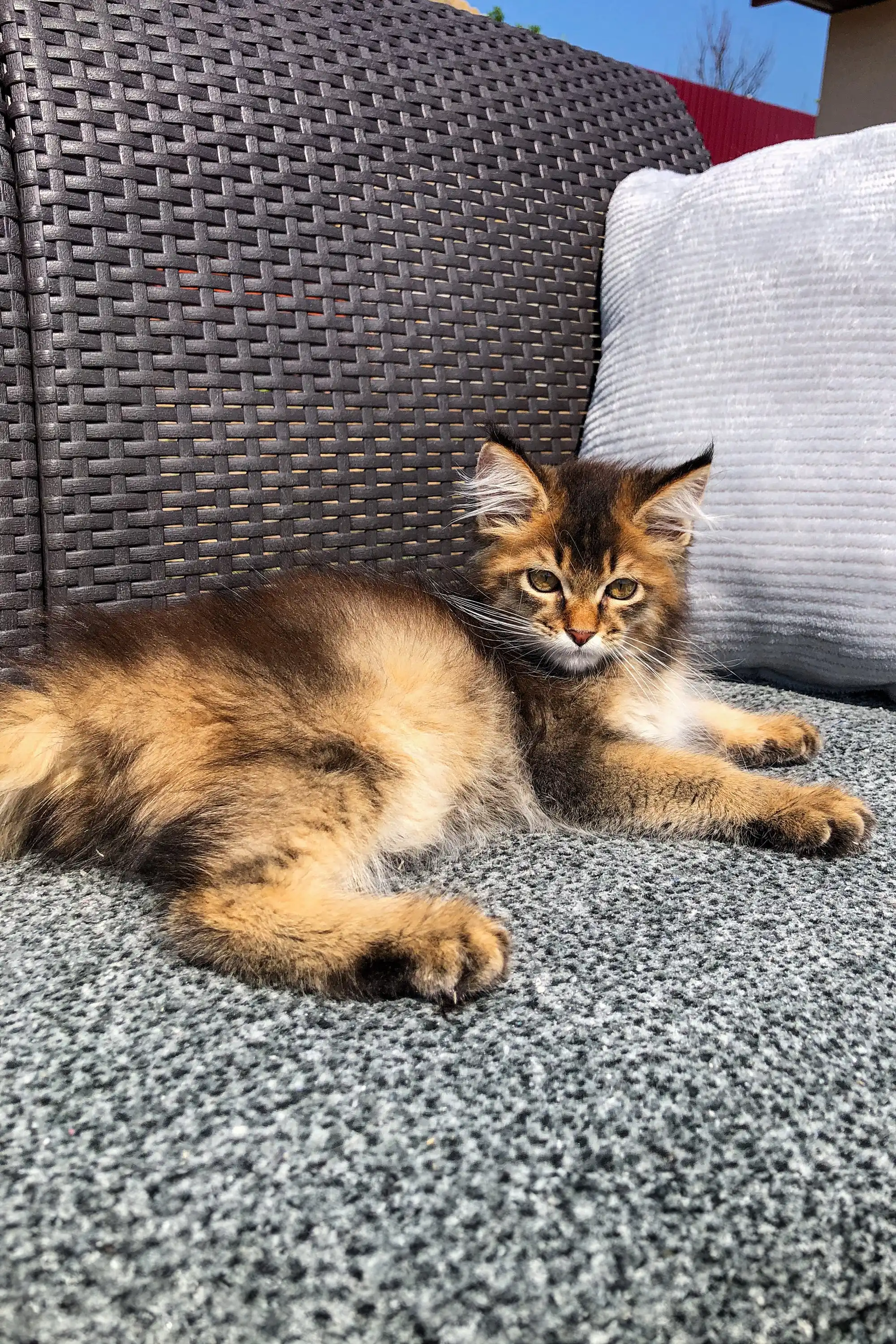 Amazonia | Golden Maine Coon Kitten - Image 13