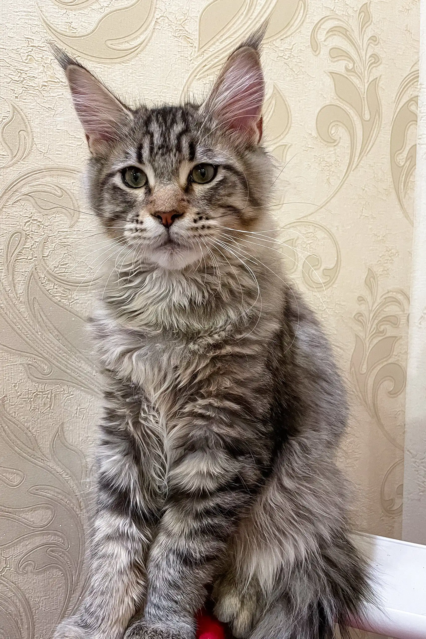 Ambasador | Maine Coon Kitten - Image 3