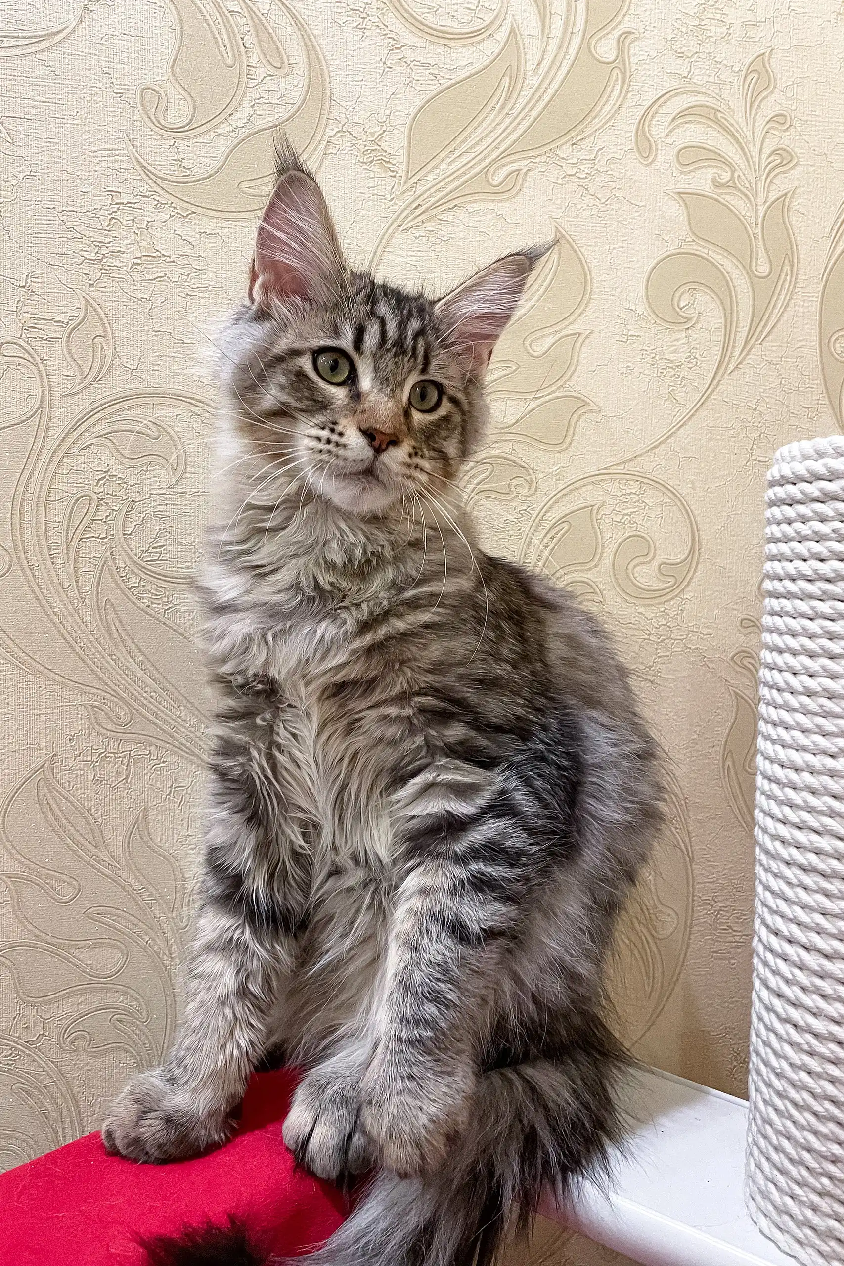 Ambasador | Maine Coon Kitten - Image 5