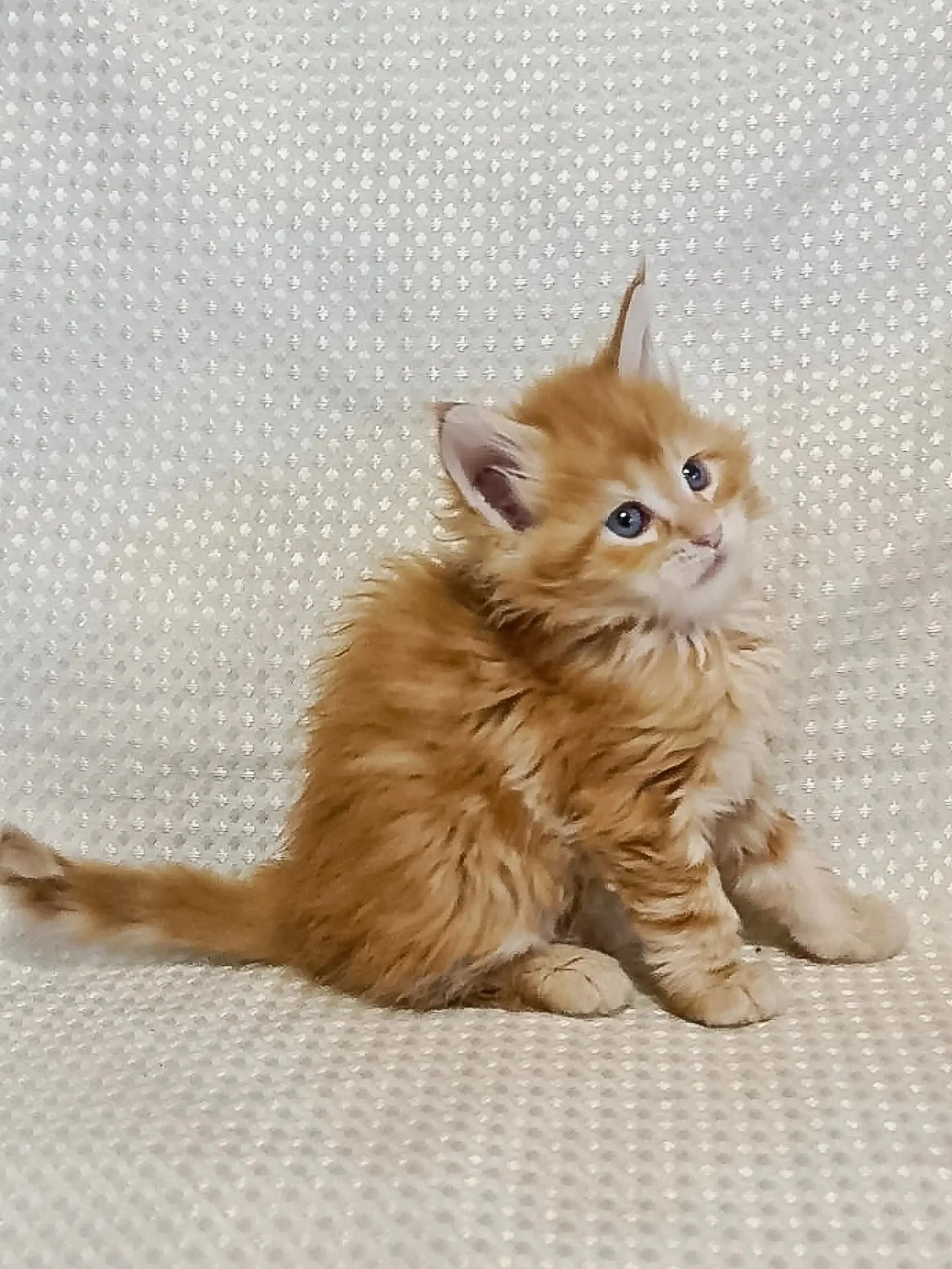 America | Maine Coon Kitten - Image 2