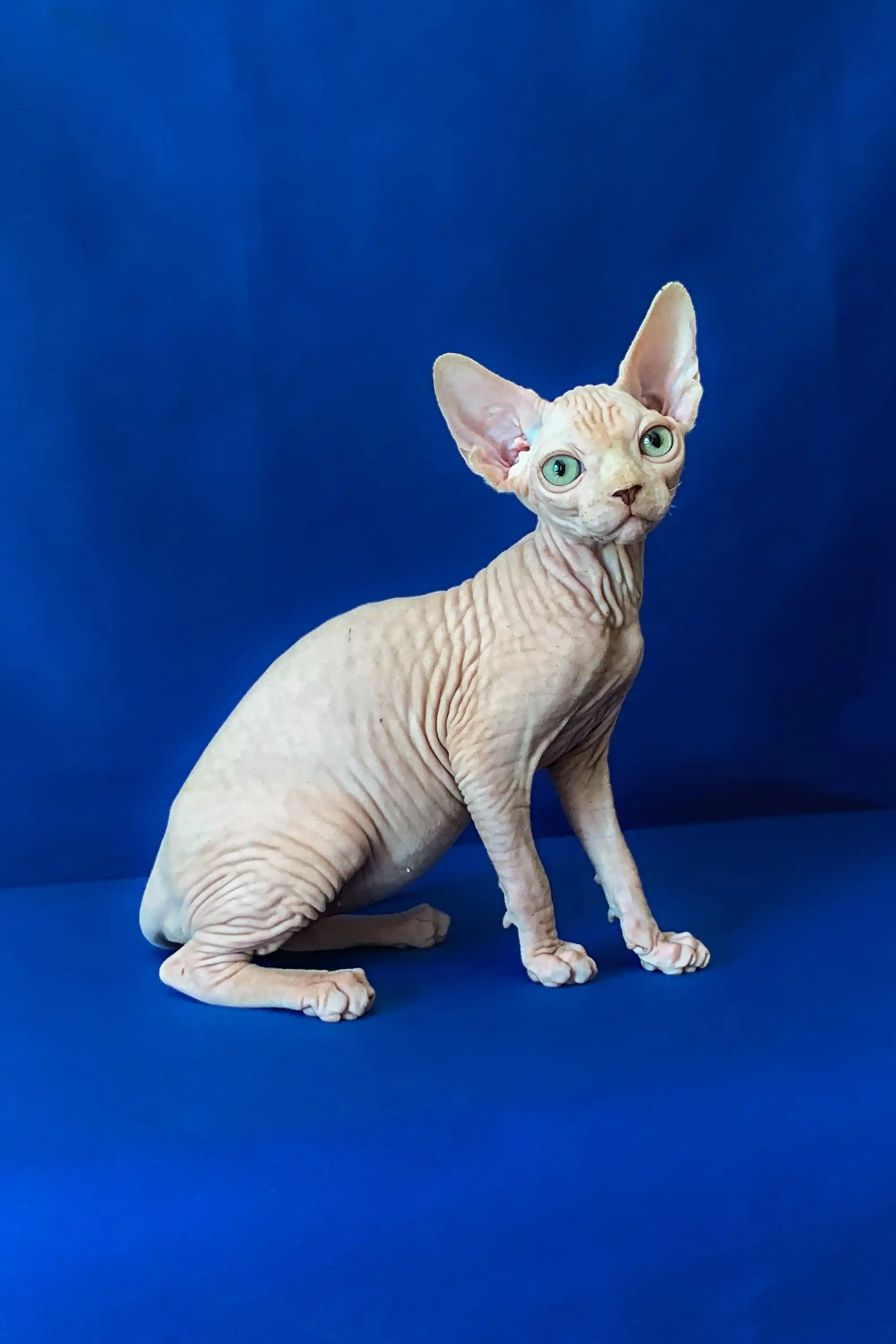 Ametist | Canadian Sphynx Kitten - Image 3