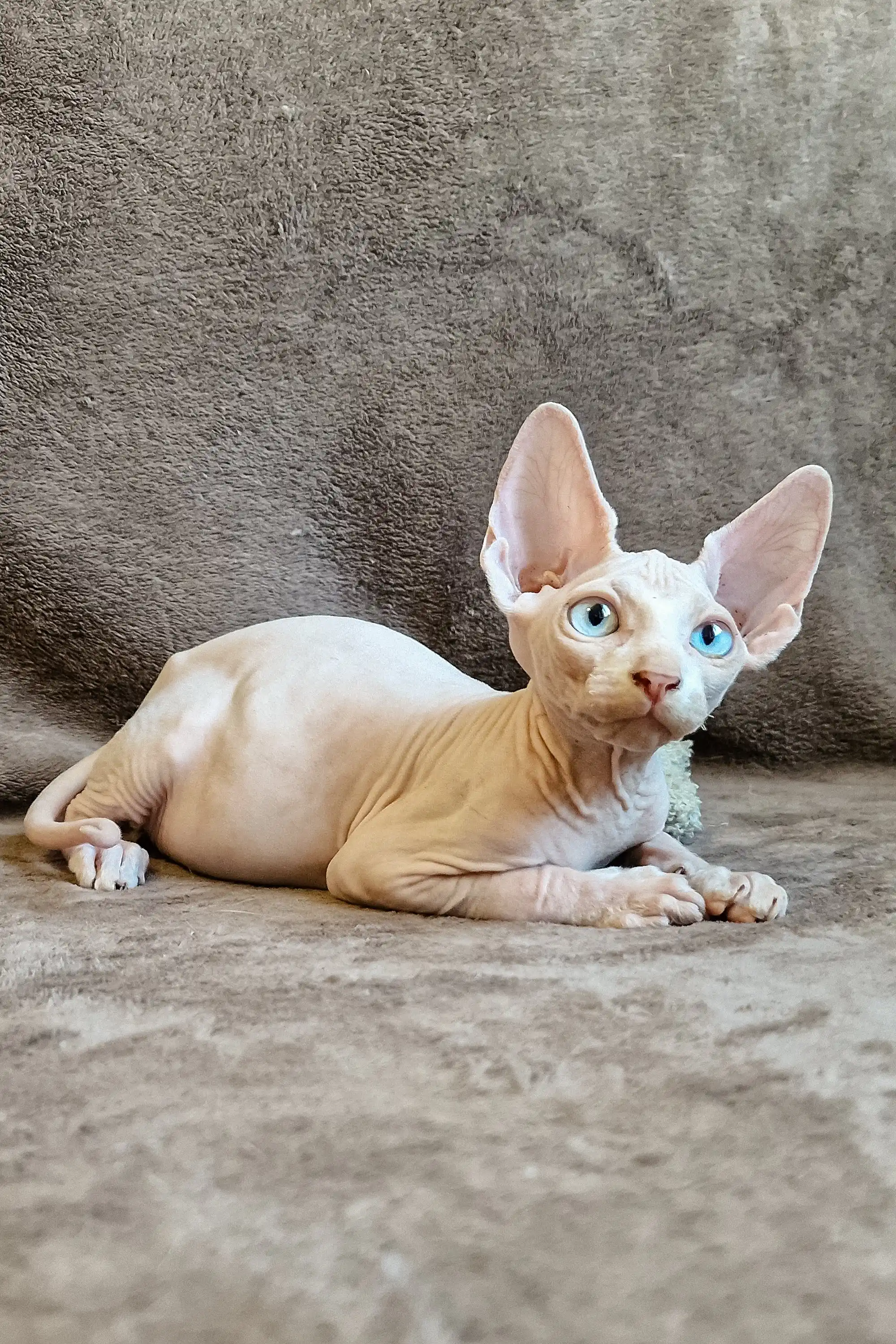 Amigo | Elf Straight Sphynx Kitten - Image 10