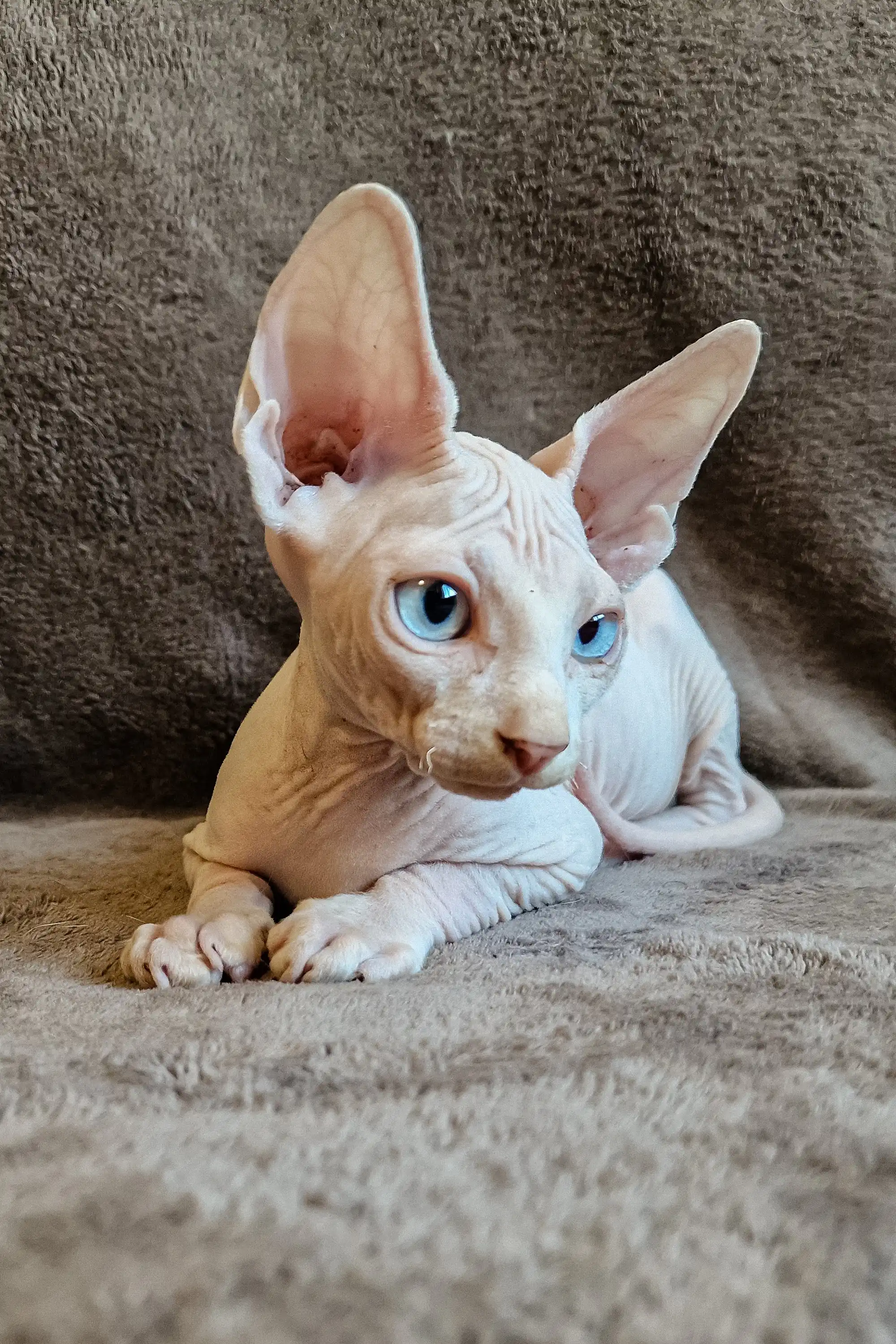 Amigo | Elf Straight Sphynx Kitten - Image 8