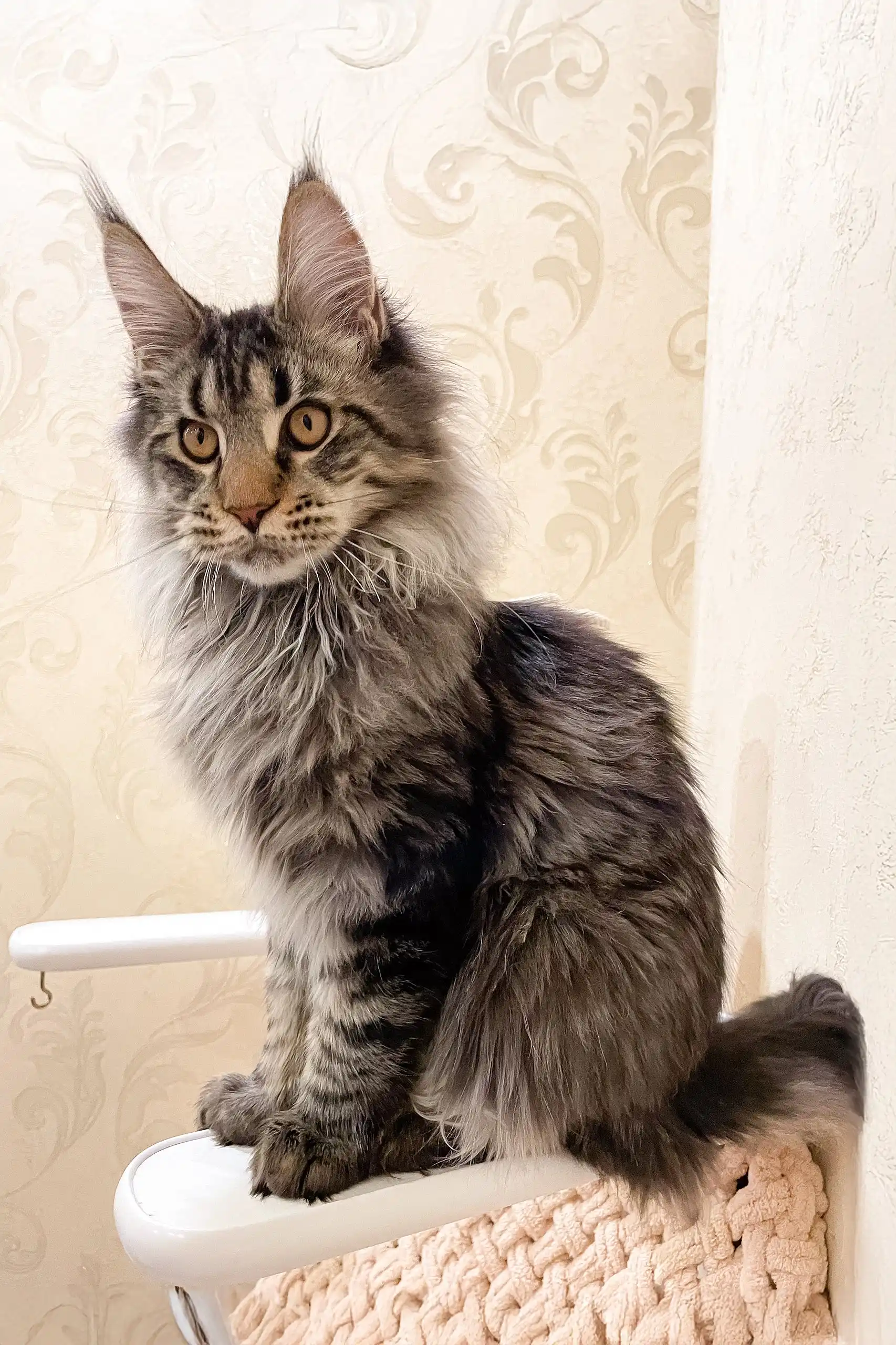 Amigo | Maine Coon Kitten - Image 3