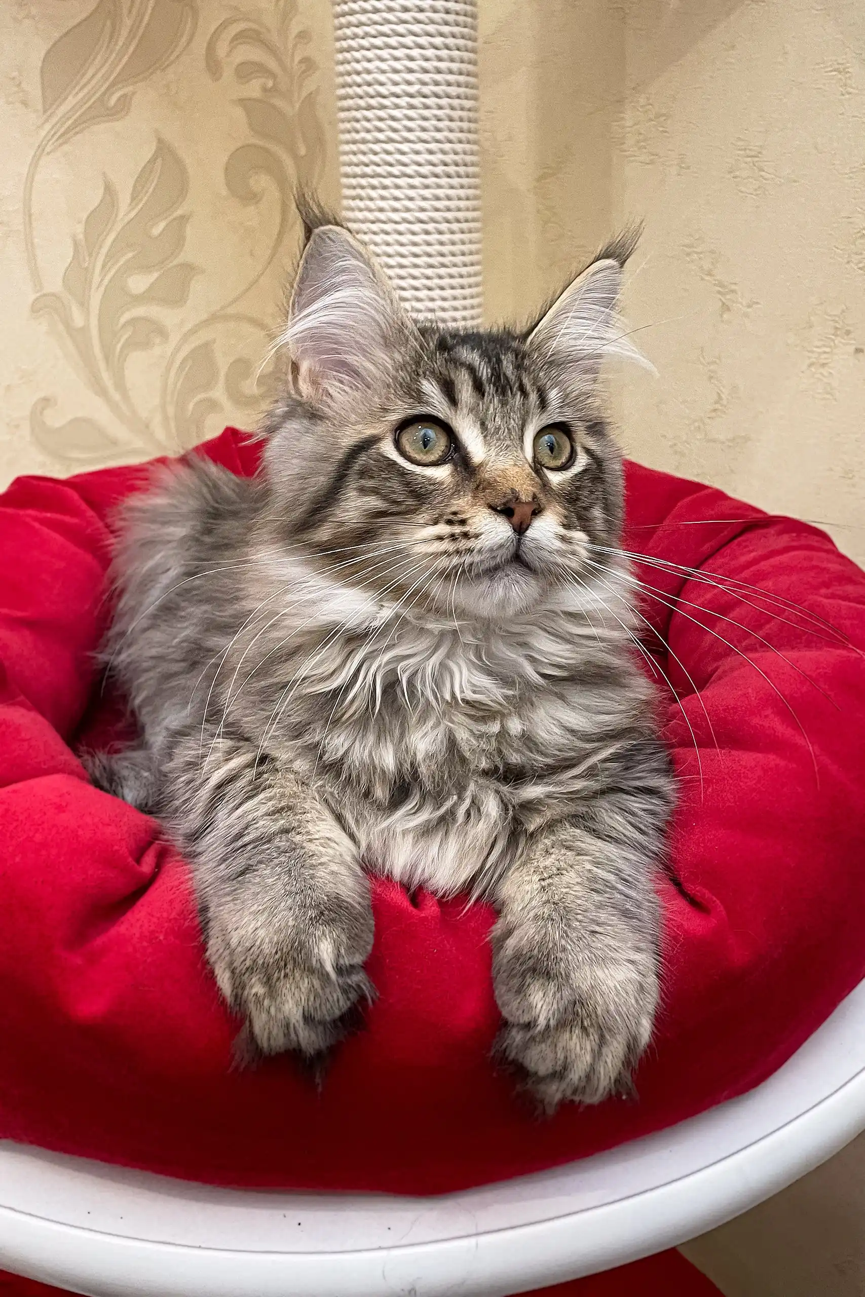 Amil | Maine Coon Kitten - Image 6