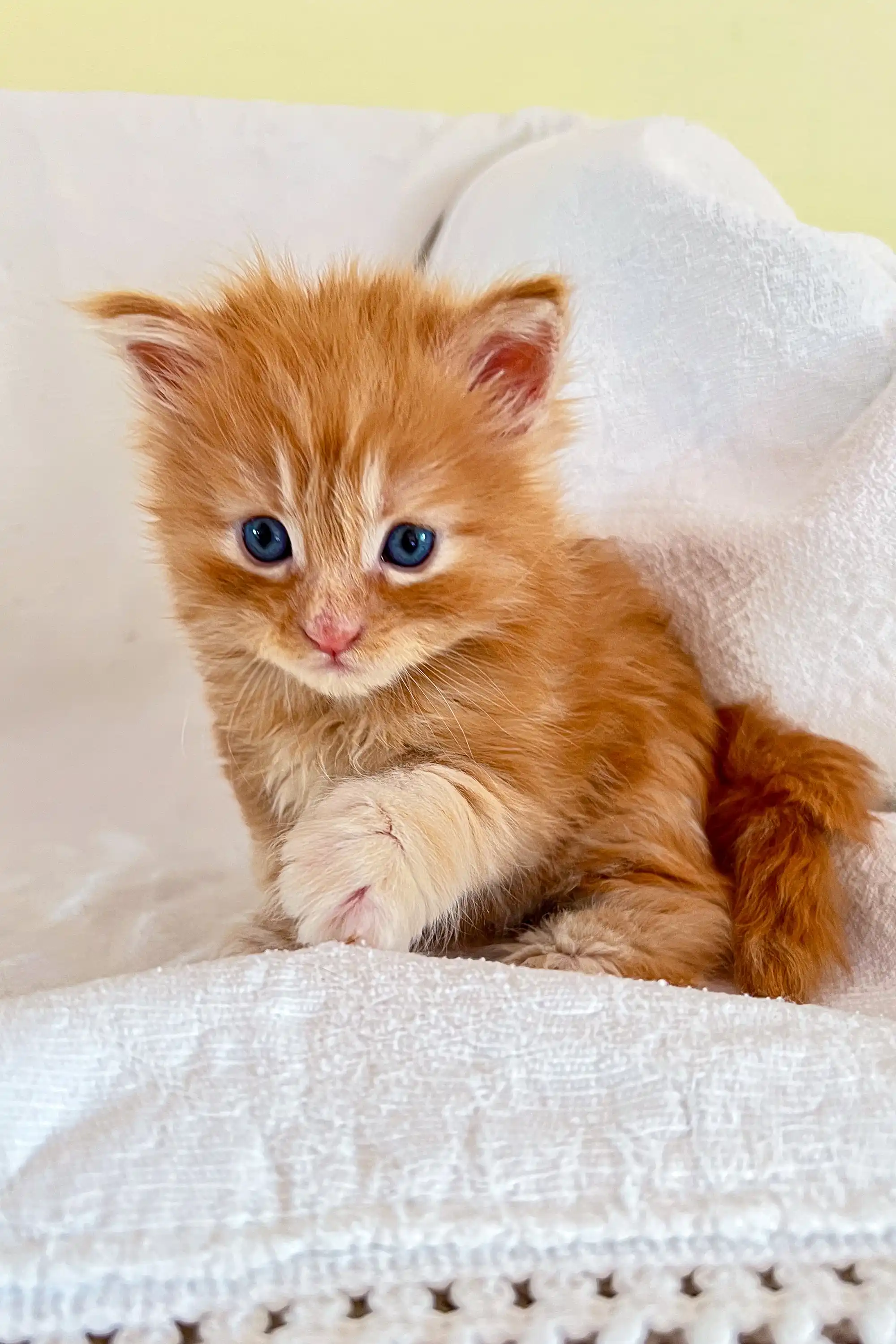 Amin | Maine Coon Kitten - Image 6
