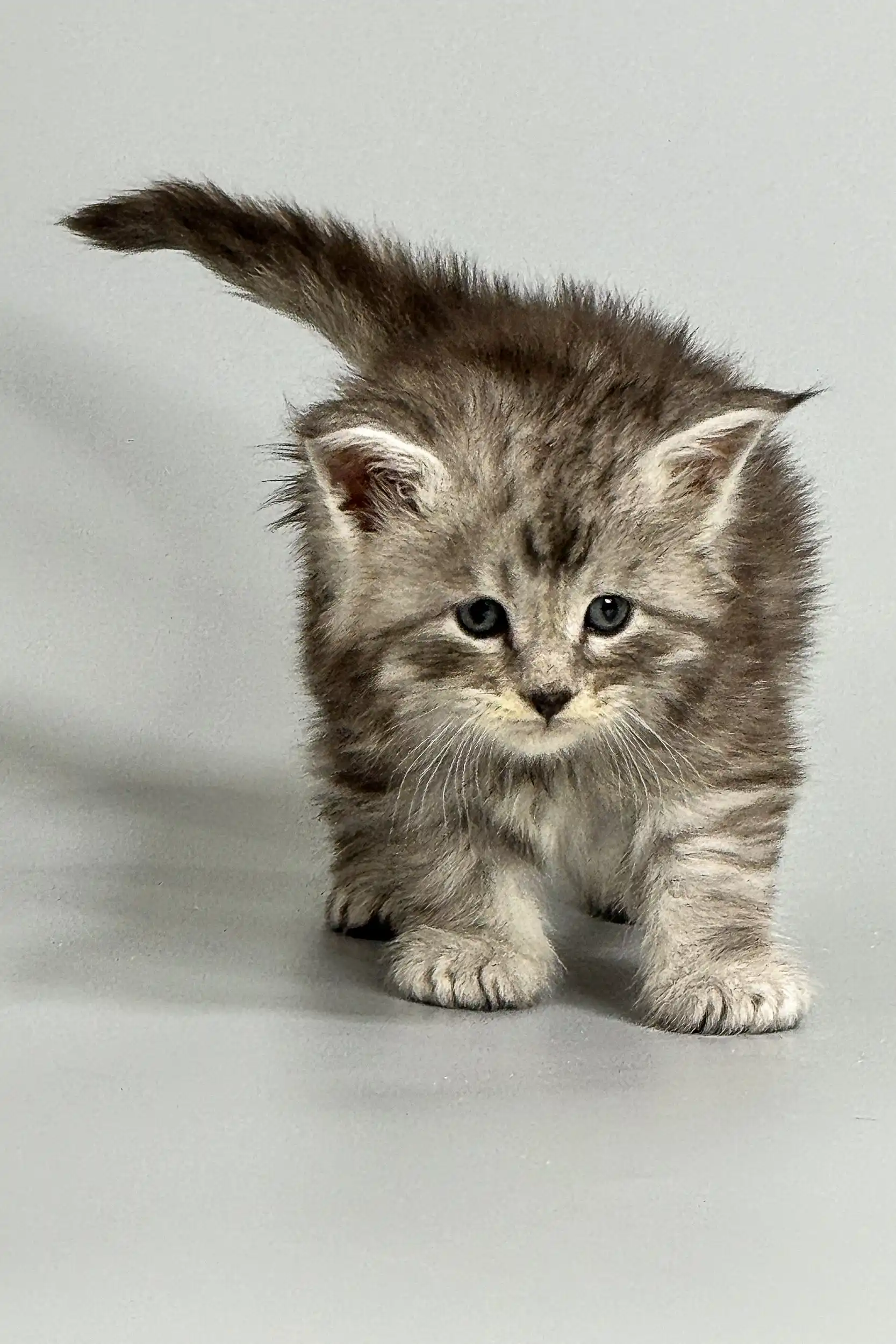 Amir | Maine Coon Kitten - Image 6