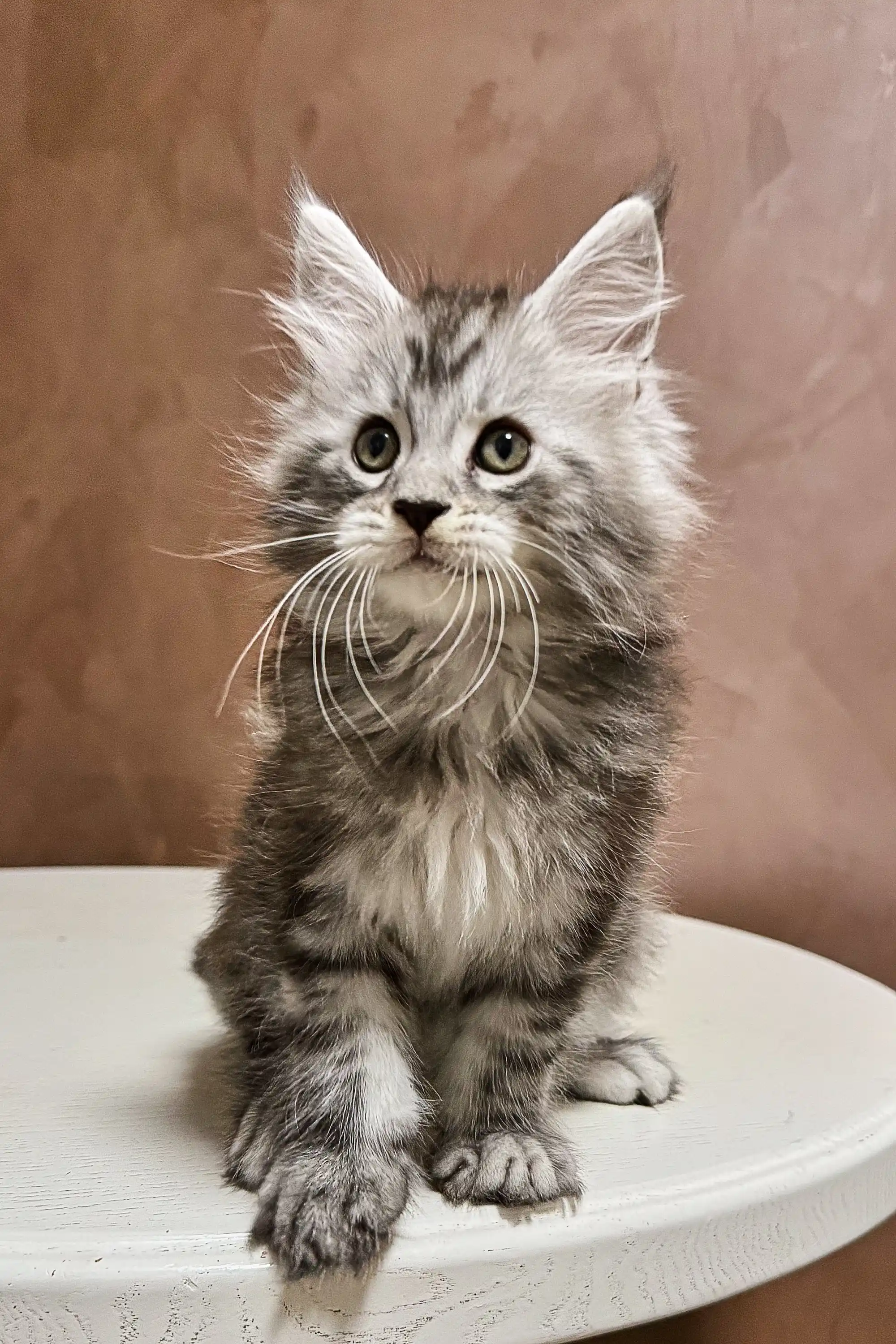 Amur | Maine Coon Kitten - Image 12