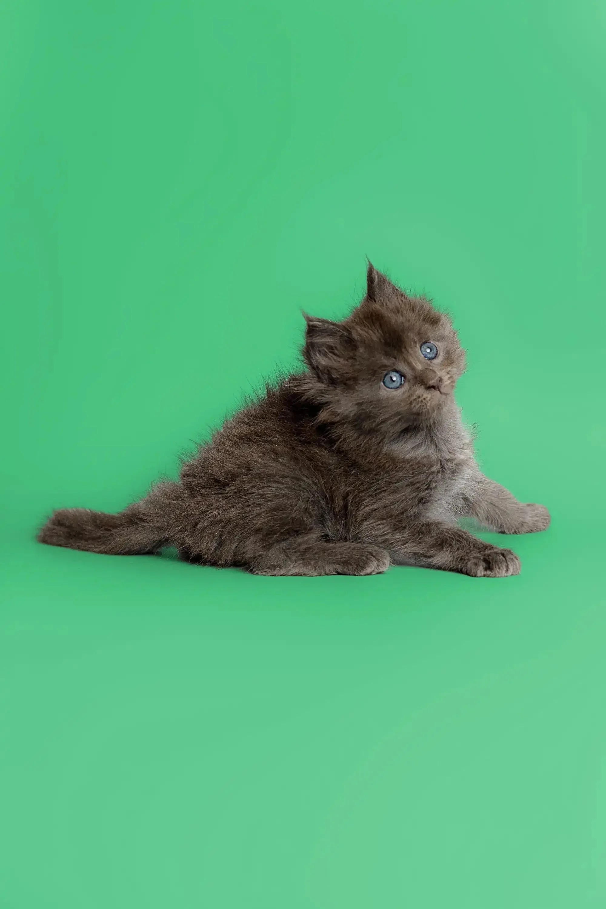 Amur | Maine Coon Kitten - Image 17