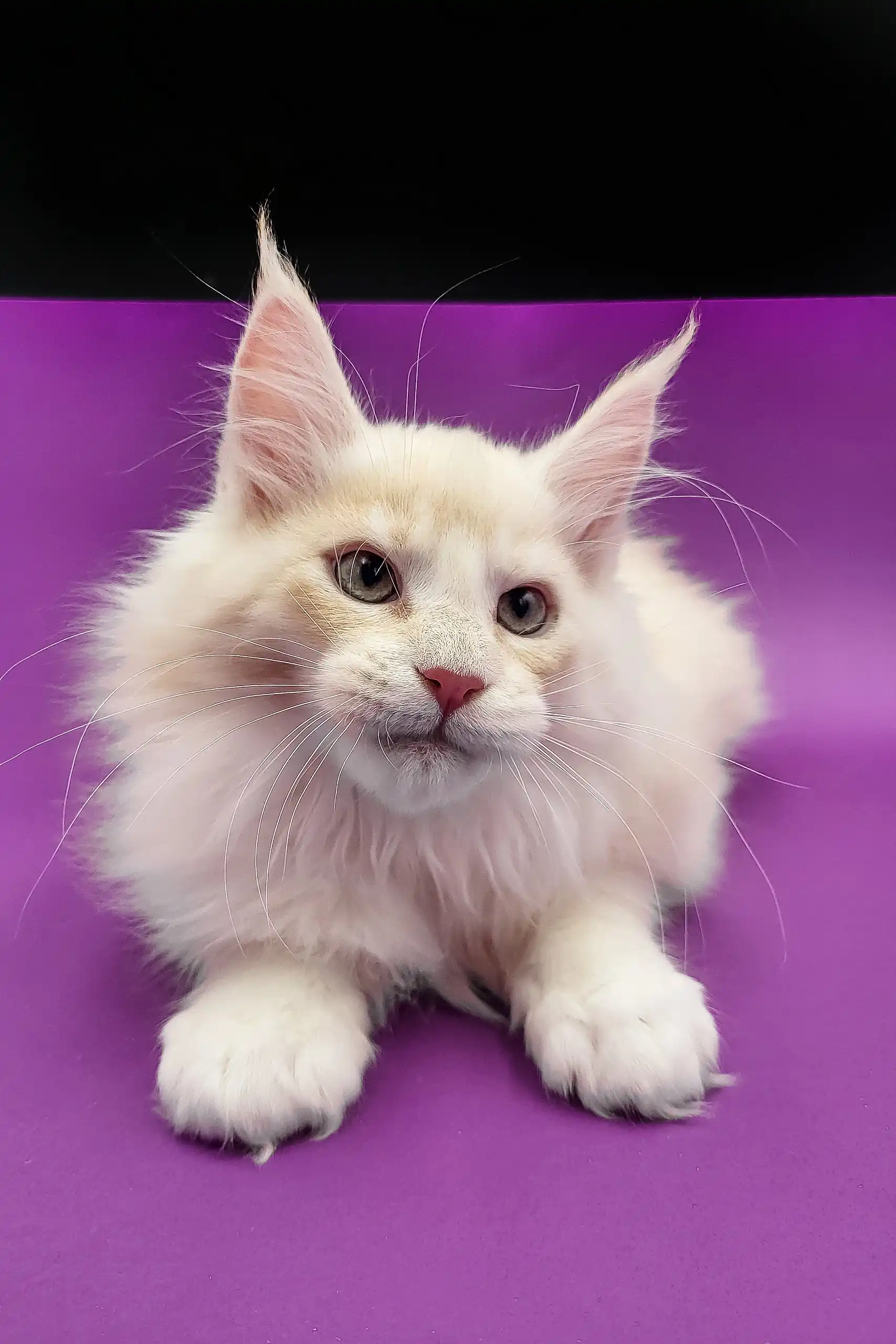 Amur | Maine Coon Kitten - Image 5