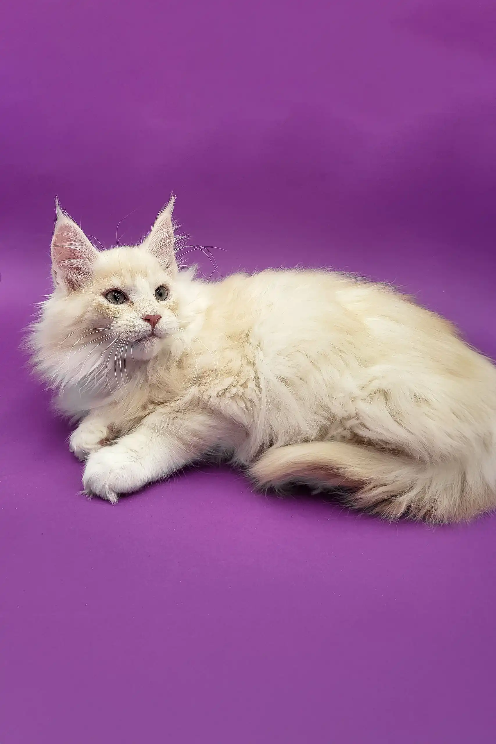 Amur | Maine Coon Kitten - Image 6