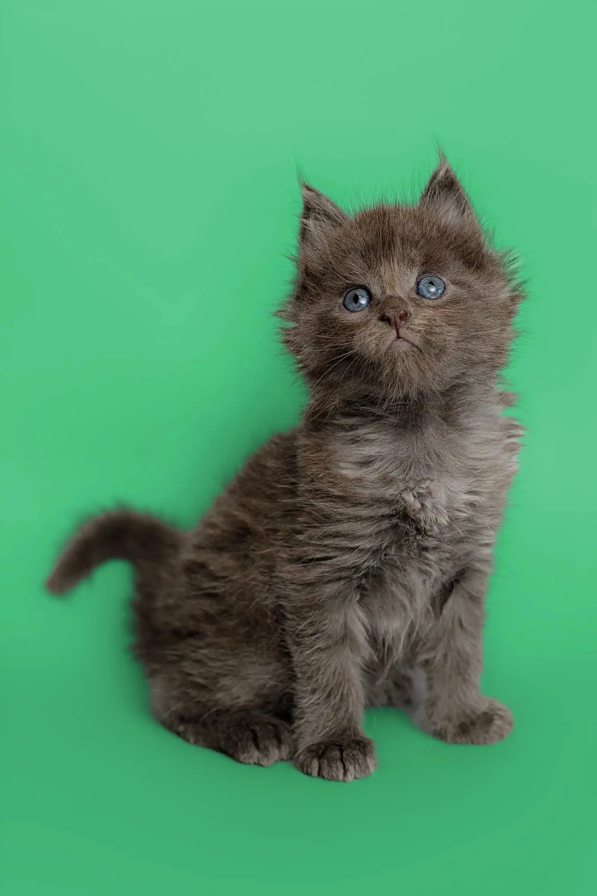 Amur | Maine Coon Kitten - Image 2