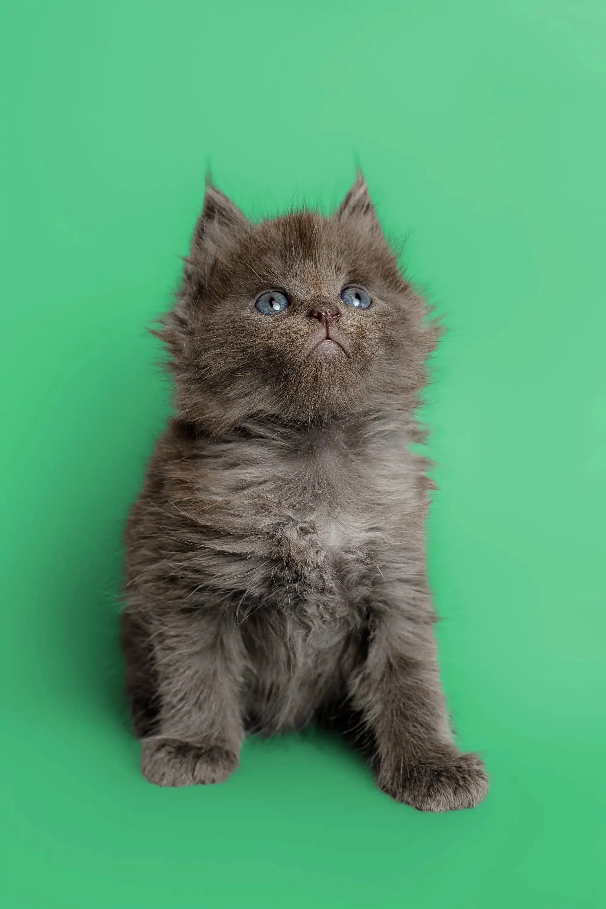 Amur | Maine Coon Kitten - Image 6