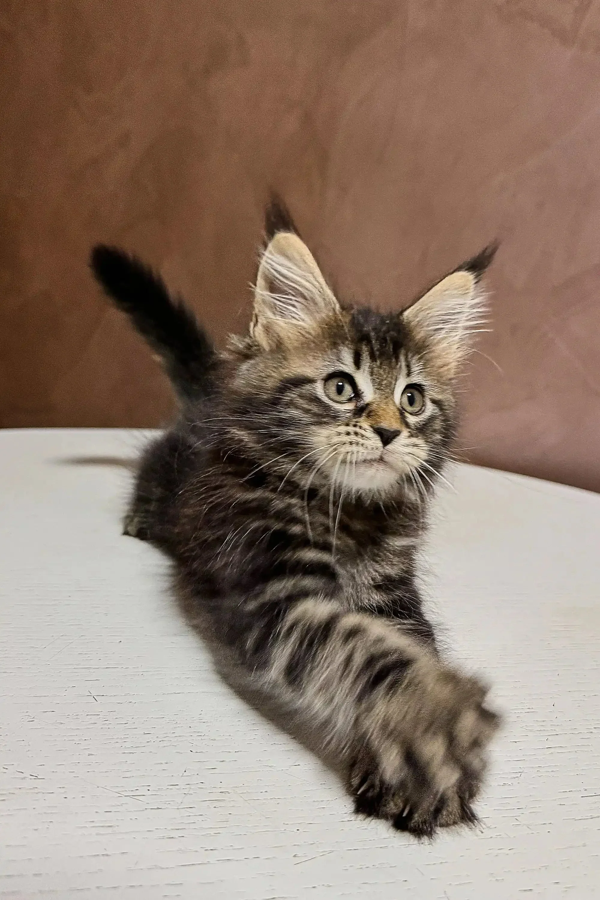Amura | Maine Coon Kitten - Image 2