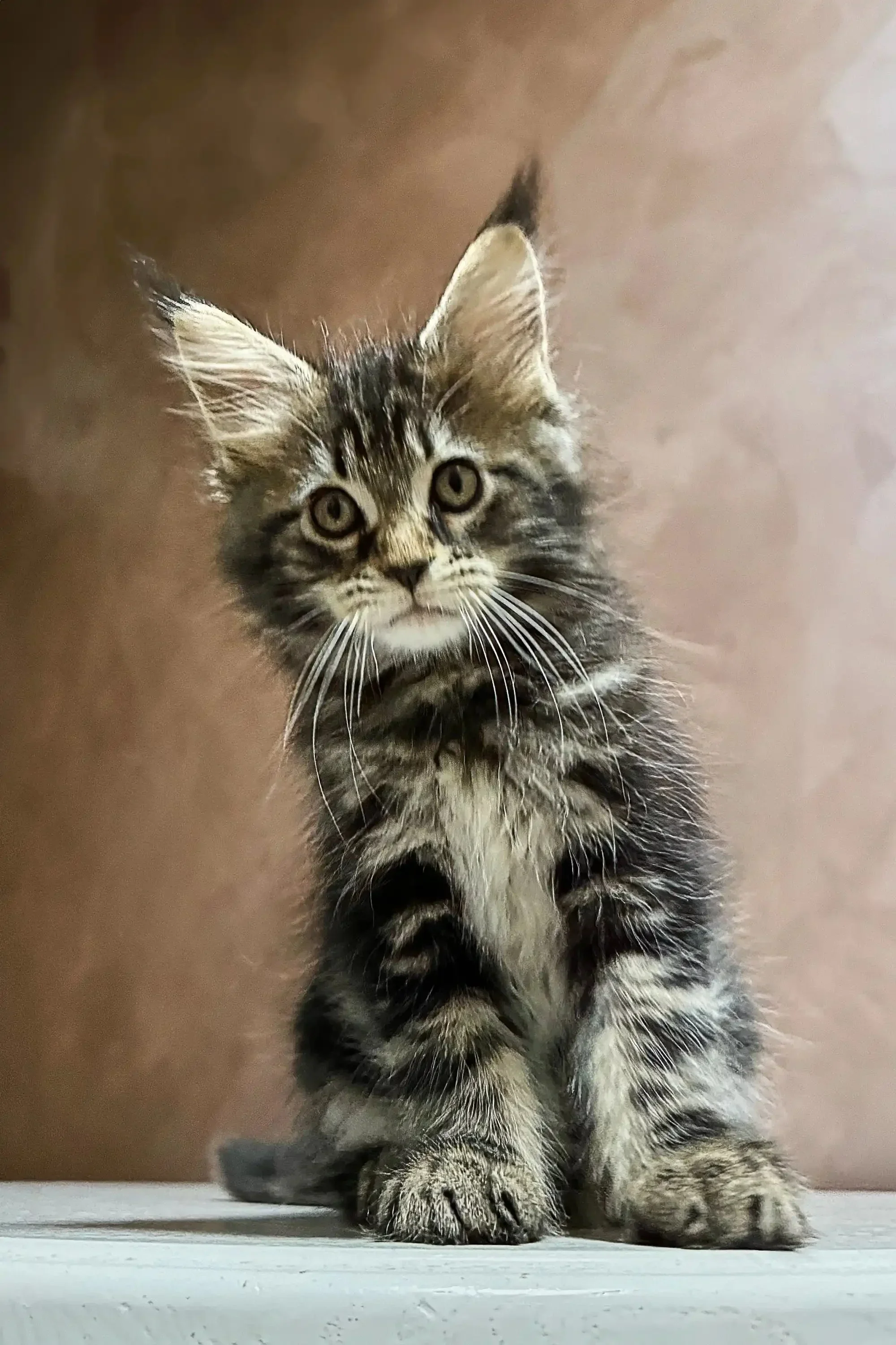 Amura | Maine Coon Kitten - Image 5
