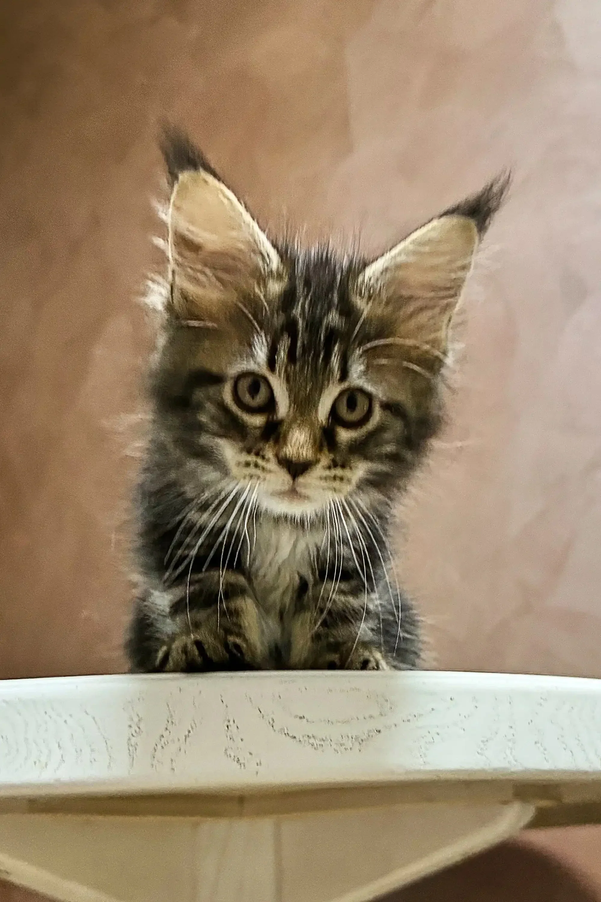 Amura | Maine Coon Kitten - Image 9