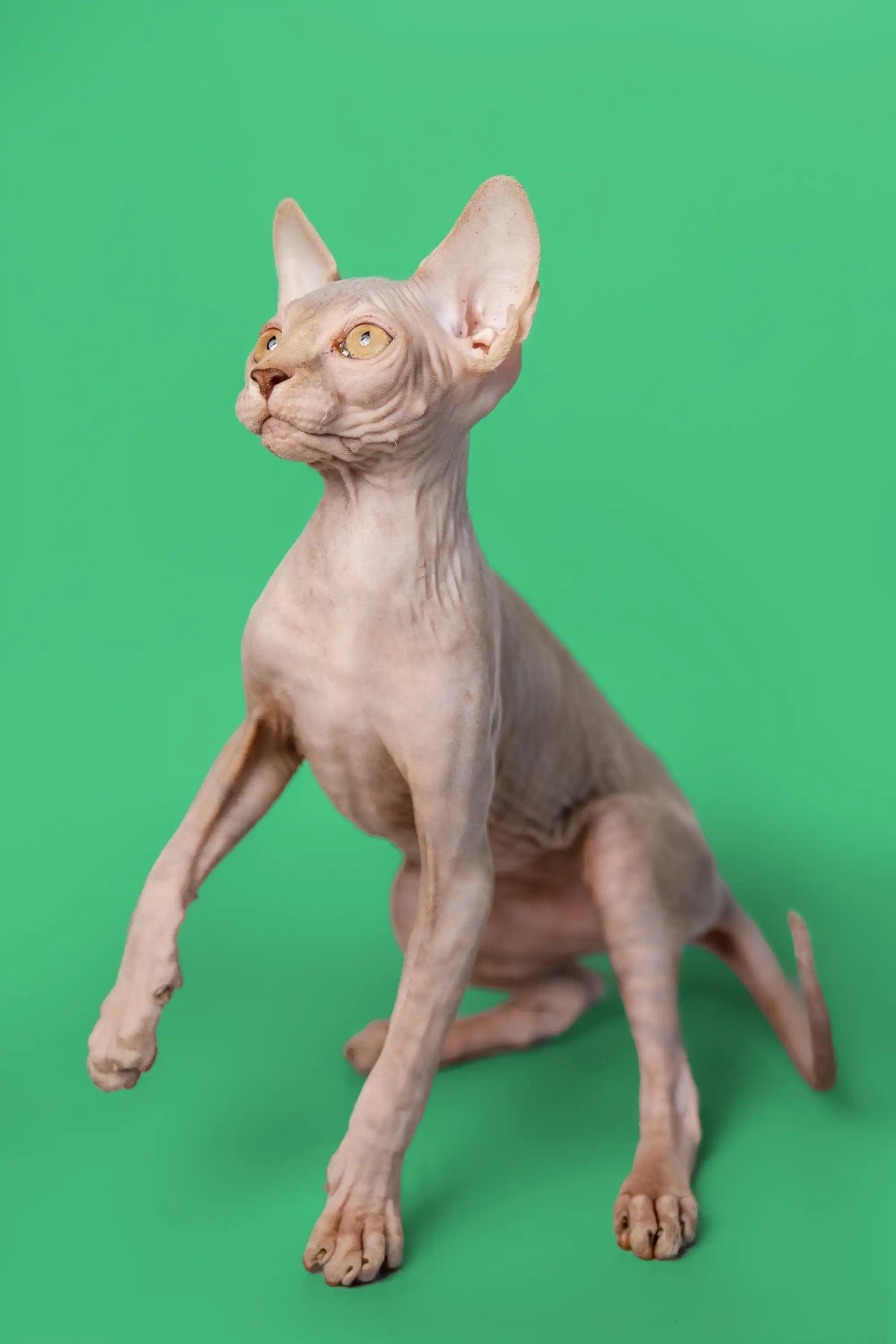 Andy | Sphynx Kitten - Image 18