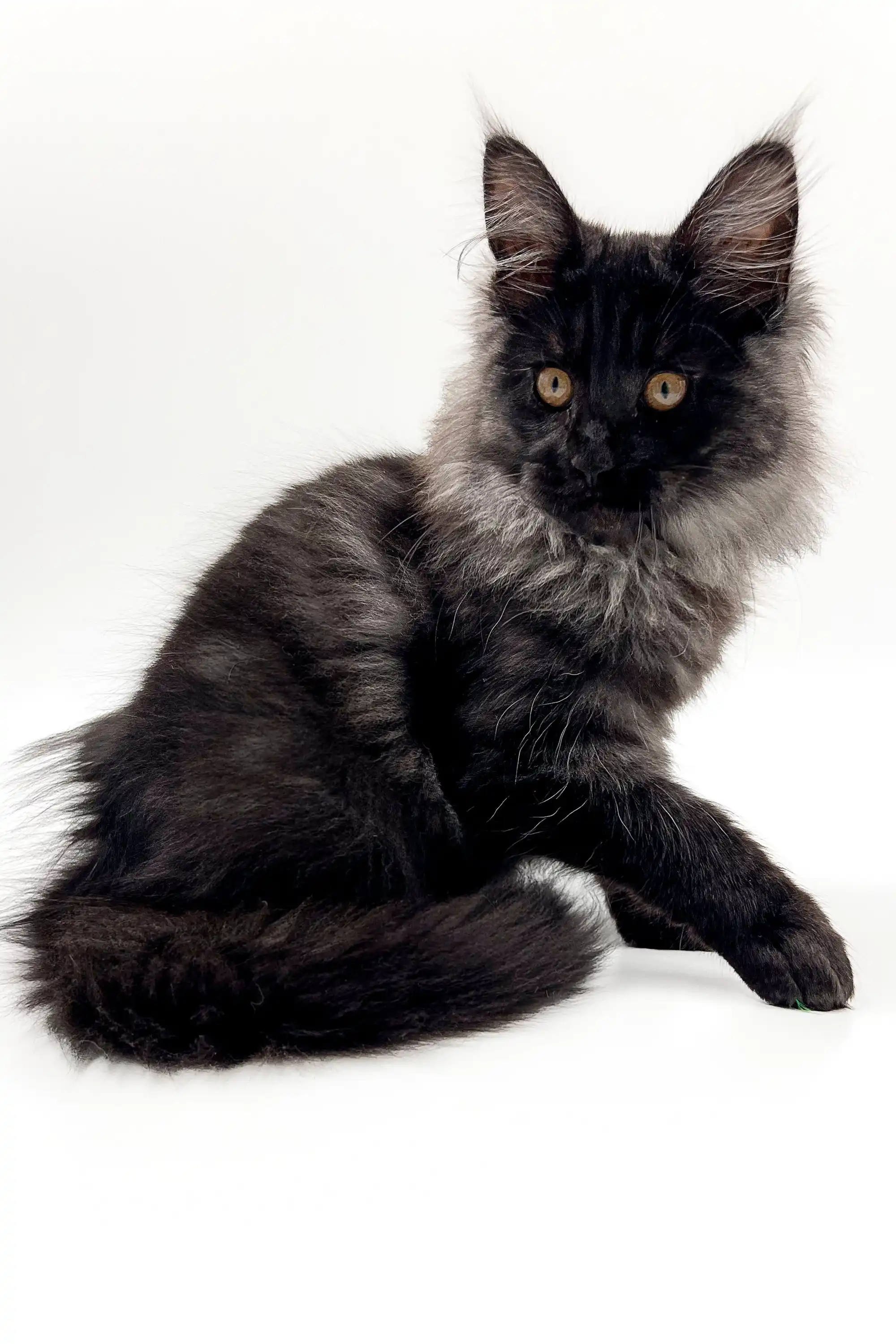 Angelos | Maine Coon Kitten - Image 6