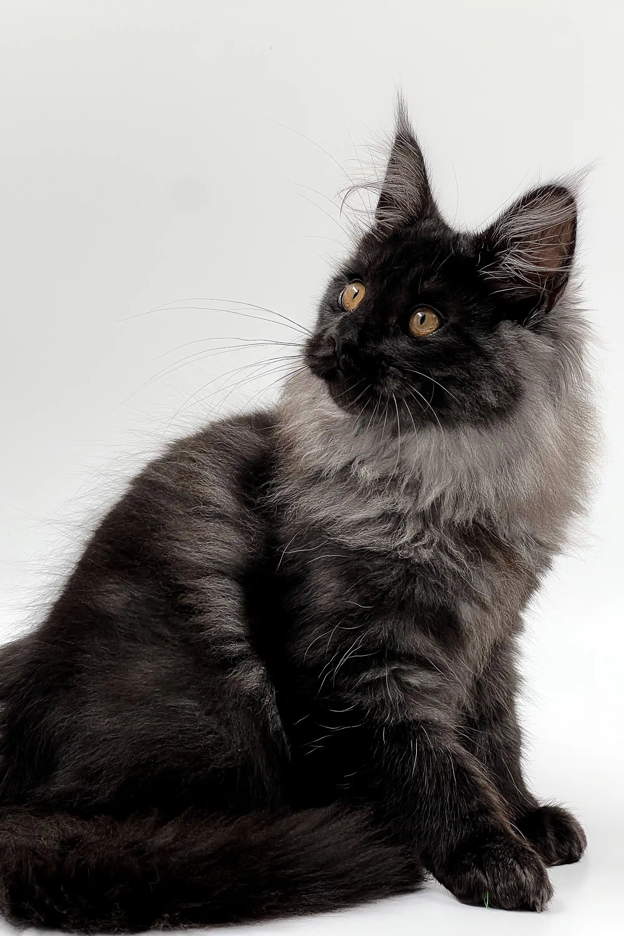Angelos | Maine Coon Kitten - Image 8